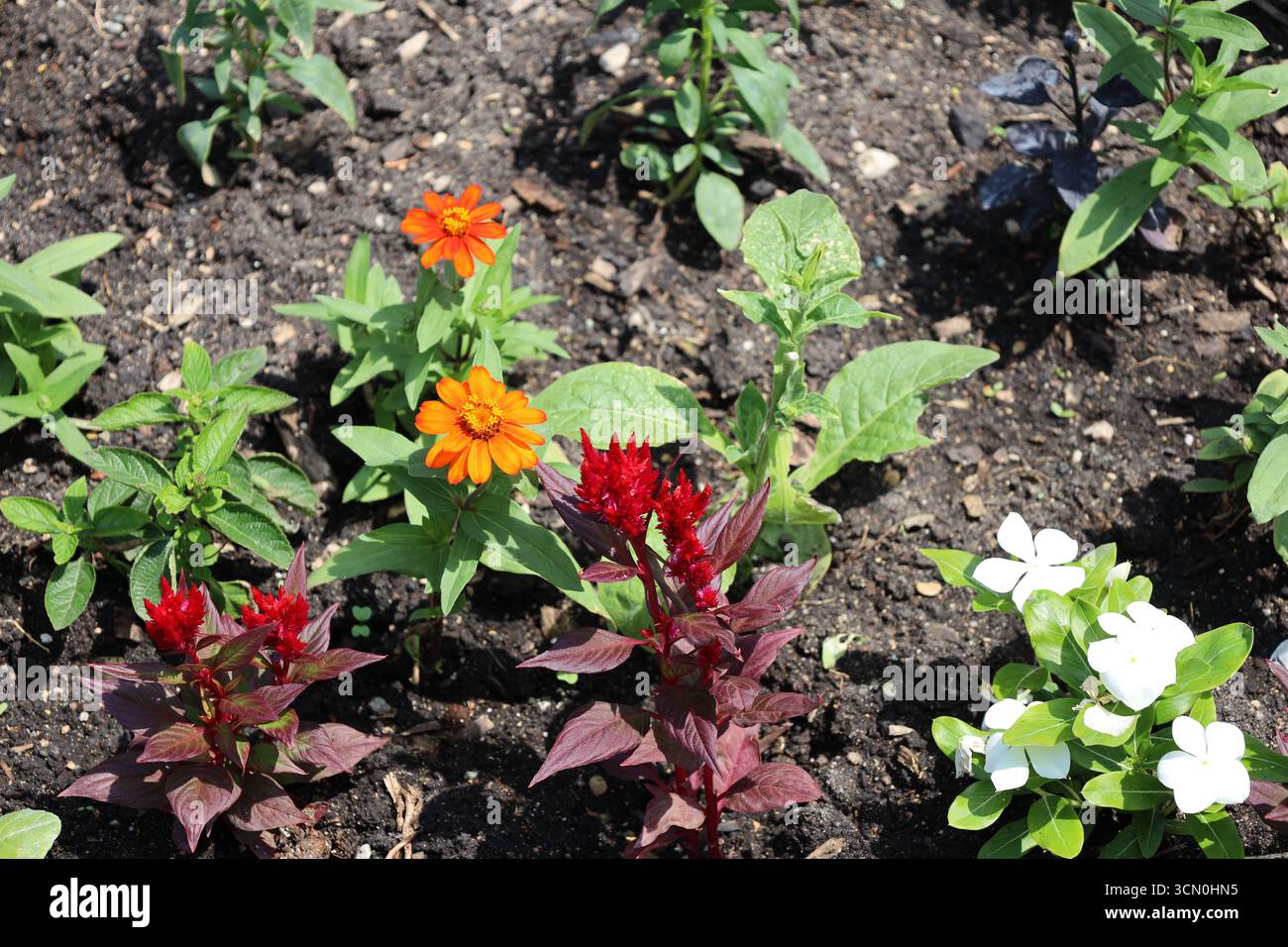 Orangenblüten über grünen Blättern, rote Blüten über violetten Blättern Stockfoto