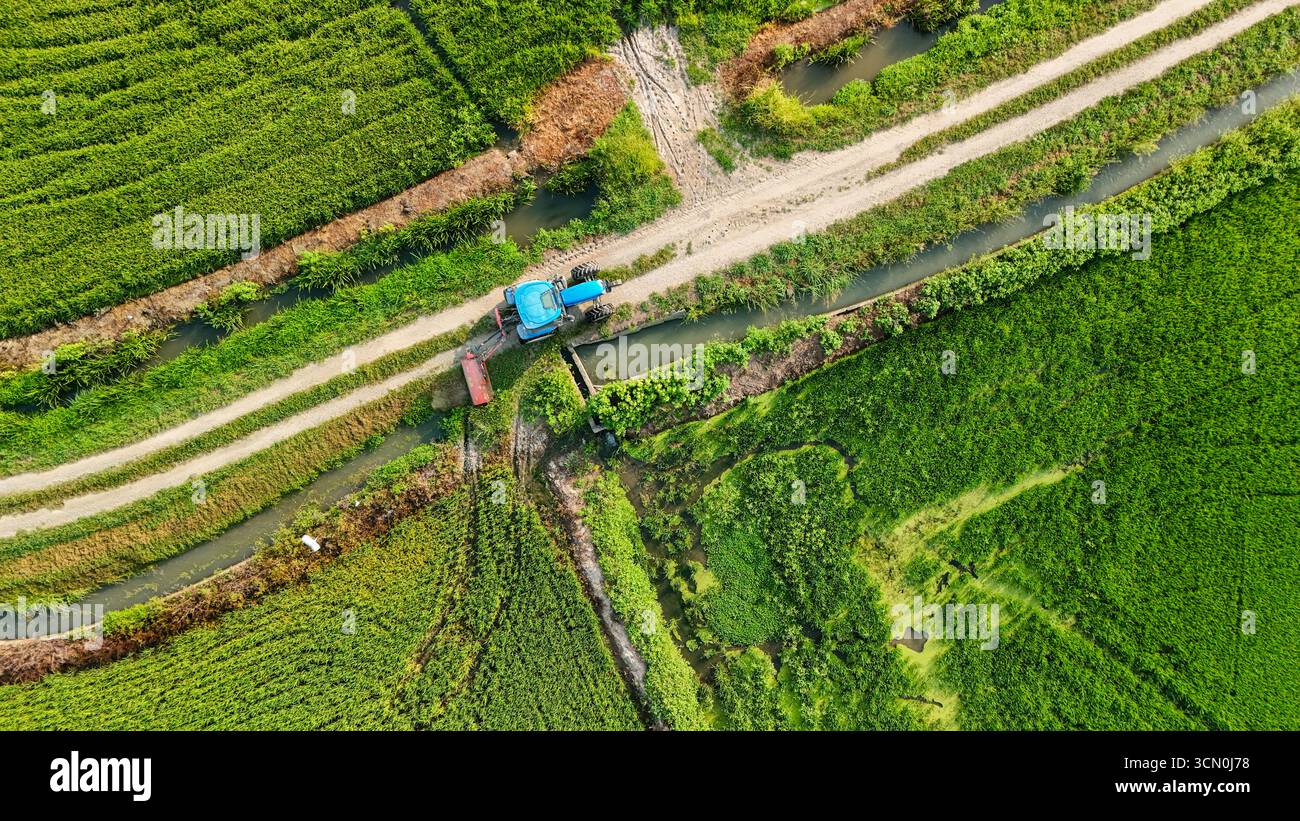 Luftaufnahme eines Traktors an einer Kreuzung in Reisfeldern in Italien. Konzept der Landwirtschaft, der landwirtschaftlichen Infrastruktur und des nachhaltigen Anbaus. Stockfoto
