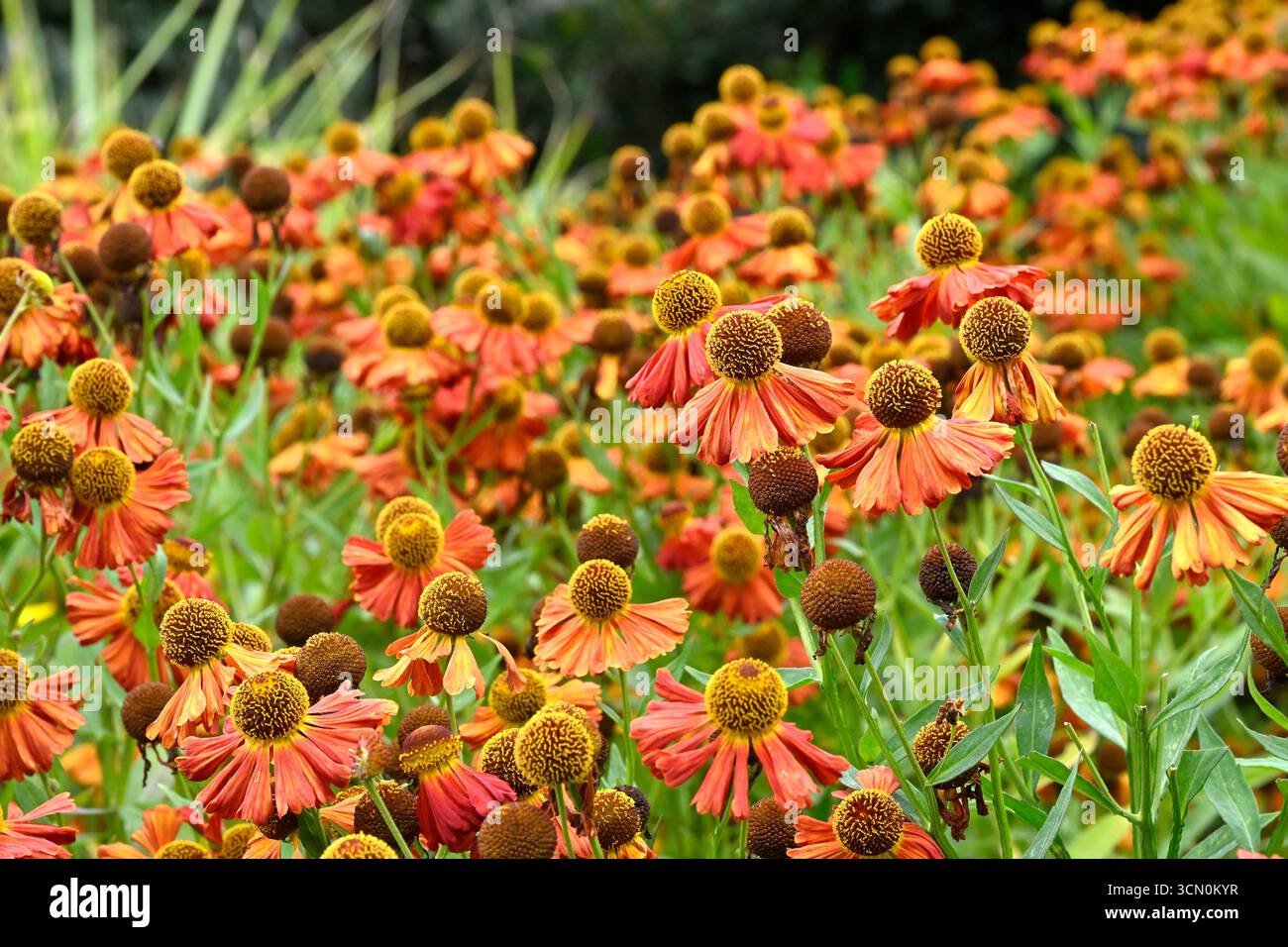 Orangefarbene und braune Sommerblumen des Nasenweed Helenium 'Moerheim Beauty' UK Garden September Stockfoto