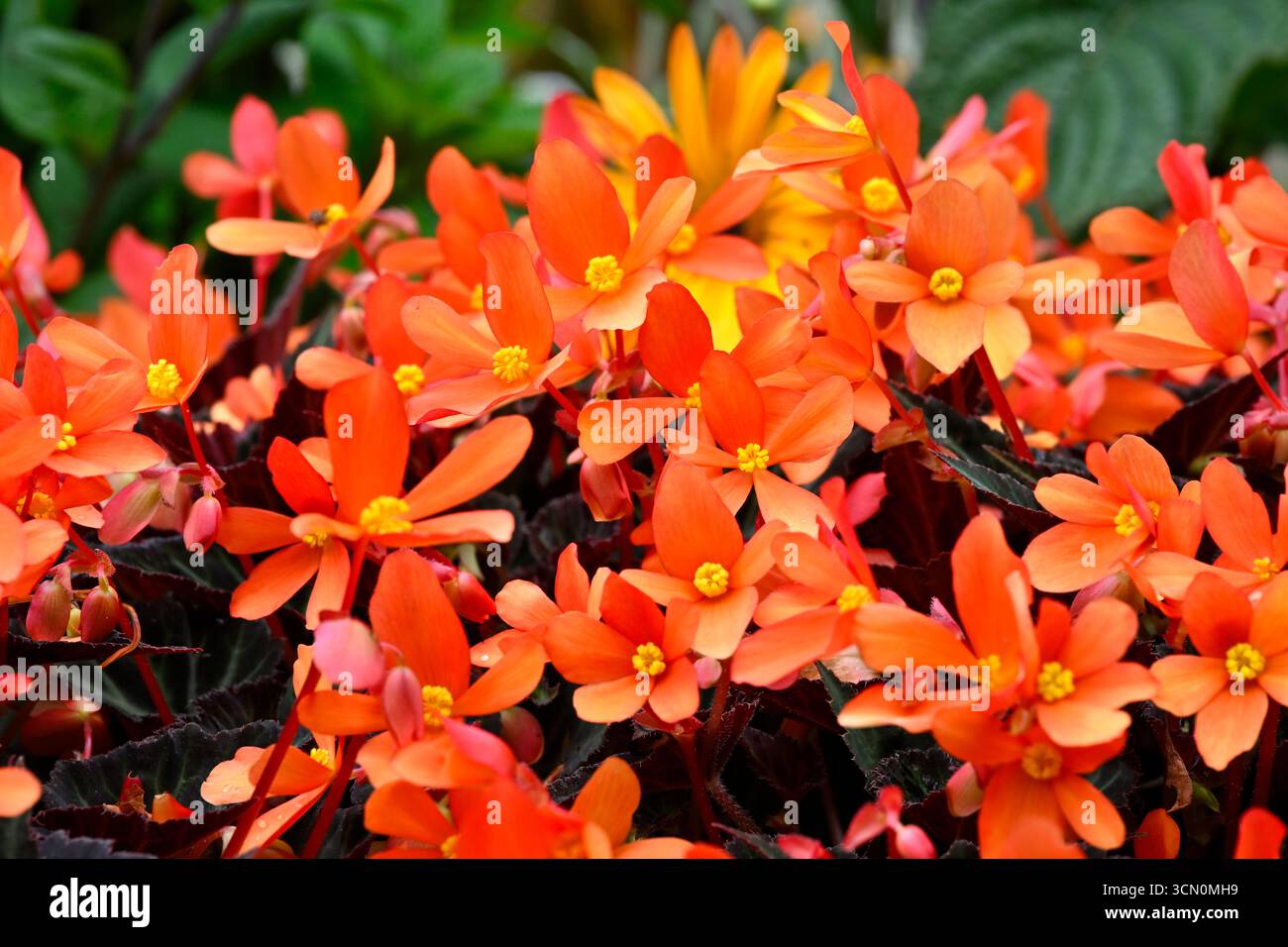 Orange Sommerblumen von Begonia „Glowing Embers“ UK Garden September Stockfoto Orange Sommerblumen von Begonia „Glowing Embers“ UK Garden September Stockfoto