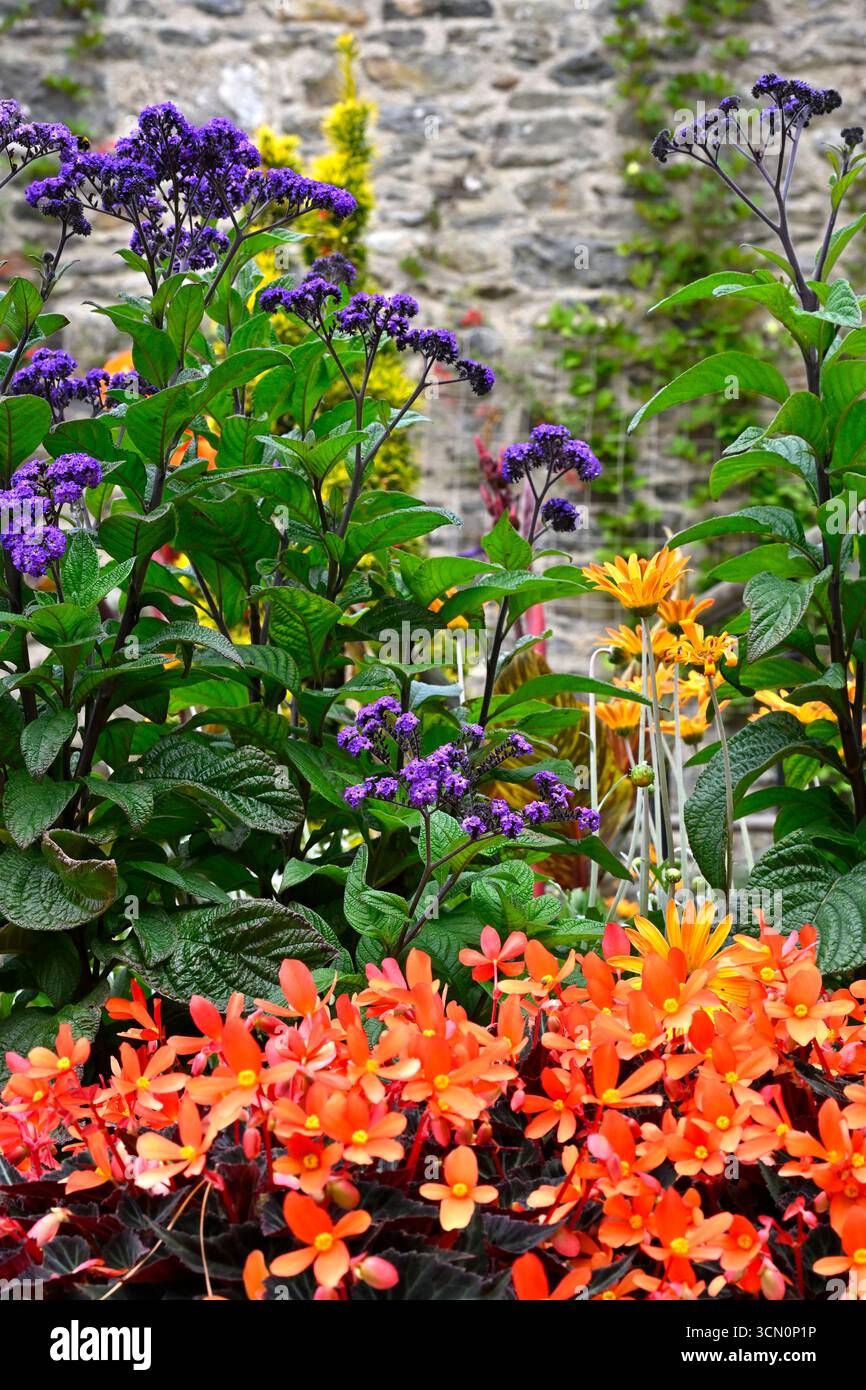 Gemischte Bettwäsche mit orangefarbenen Sommerblumen von Begonia Glowing Embers & Purple Heliotrope, Heliotropium arborescens Marine UK Garden September Stockfoto Gemischte Bettwäsche mit orangefarbenen Sommerblumen von Begonia Glowing Embers & Purple Heliotrope, Heliotropium arborescens Marine UK Garden September Stockfoto