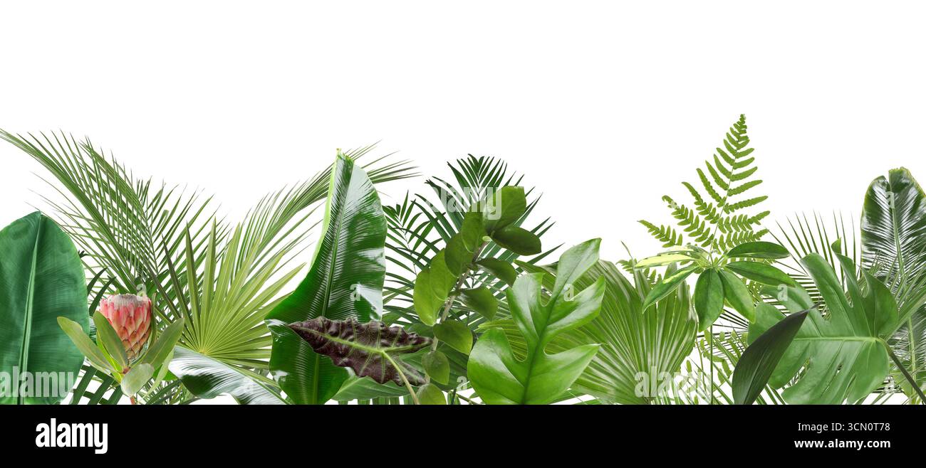 Tropische Blätter und Protea Blume auf weißem Hintergrund, Bannerdesign Stockfoto