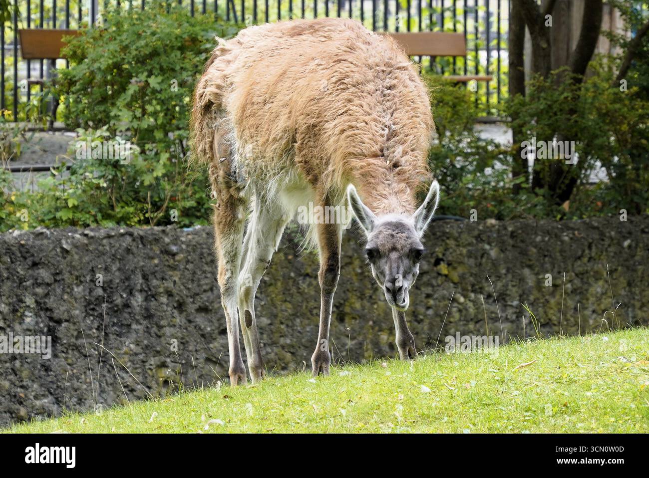 Ein Guanaco (Lama guanicoe), ein Wollkamelid, das eng mit dem Lama verwandt ist, weidet auf dem Grasland Patagoniens Stockfoto