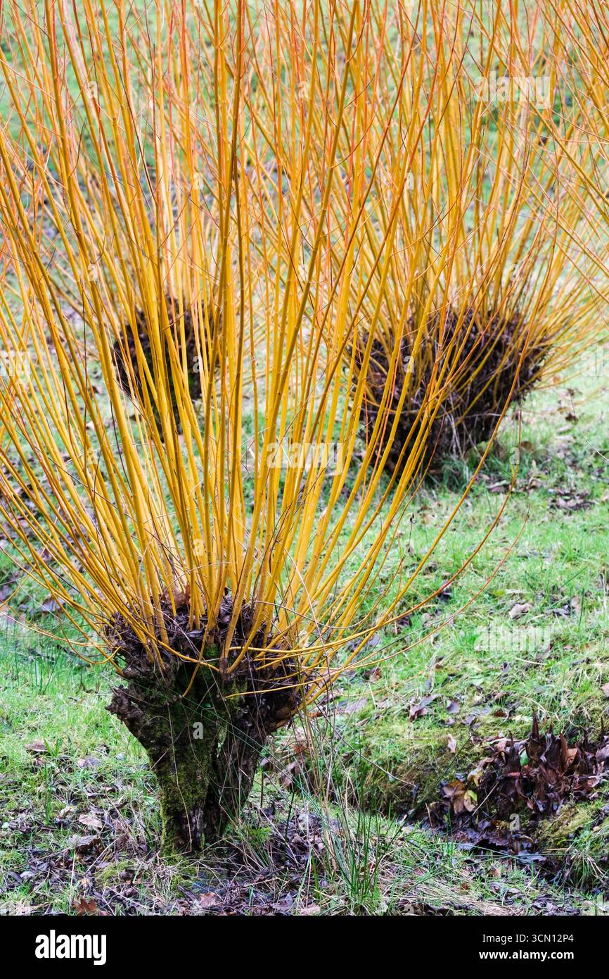 Salix alba var. Vitellina Britzensis, Korallenrindenweide, Scharlachweide, leuchtend orangene Stiele in der Mitte des Winters (Stängelfarben von orange bis rot) Stockfoto