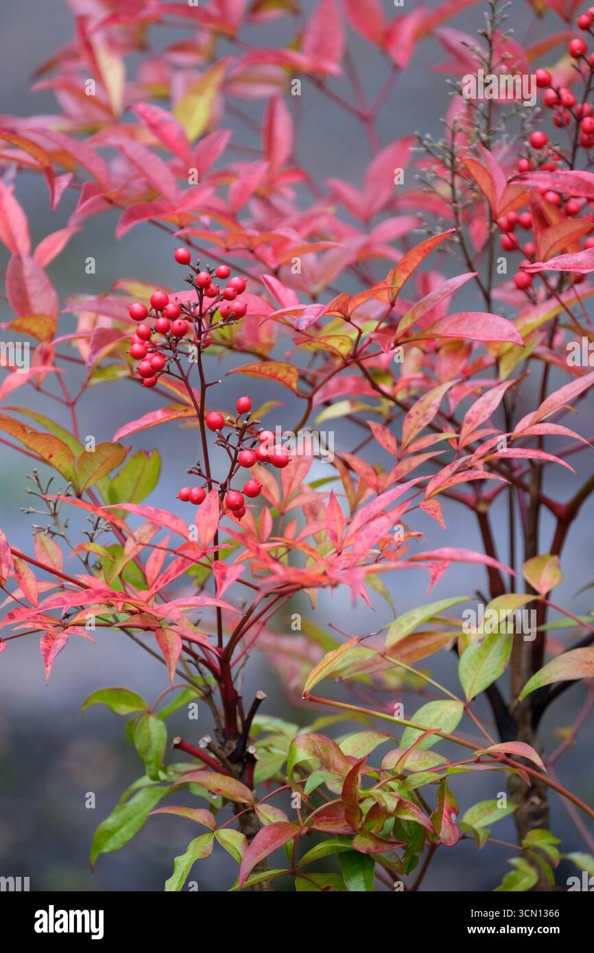 roter bambus im garten Jetzt Roter Jade-Bambus 'Jiuzhaigou 1' online kaufen bei Bohlken  Pflanzenversand – Bohlken Pflanzenversand GbR