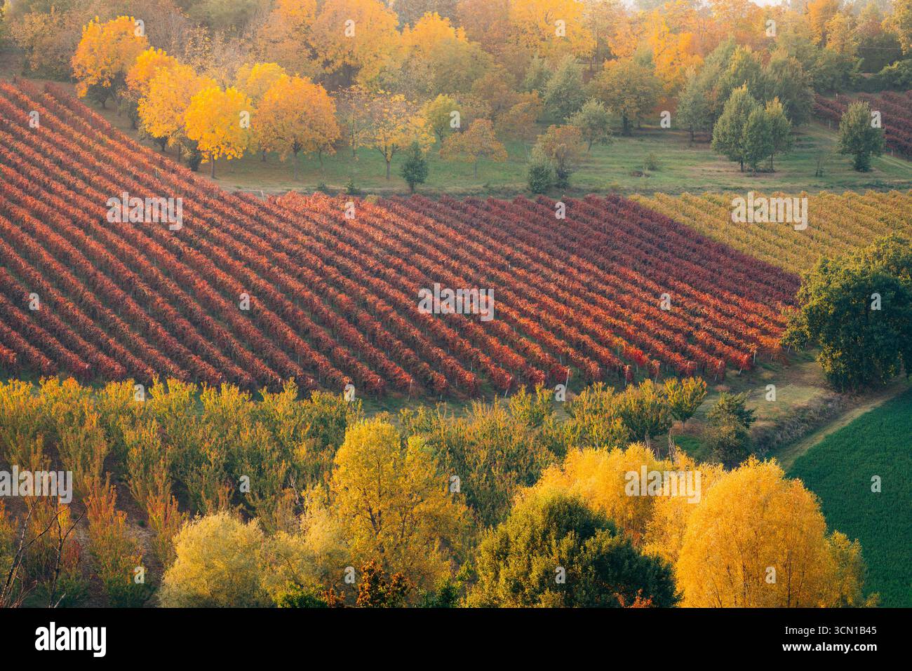 Die herbstliche Weinberglandschaft zeigt vor der Ernte in Italien buntes Laub. Stockfoto
