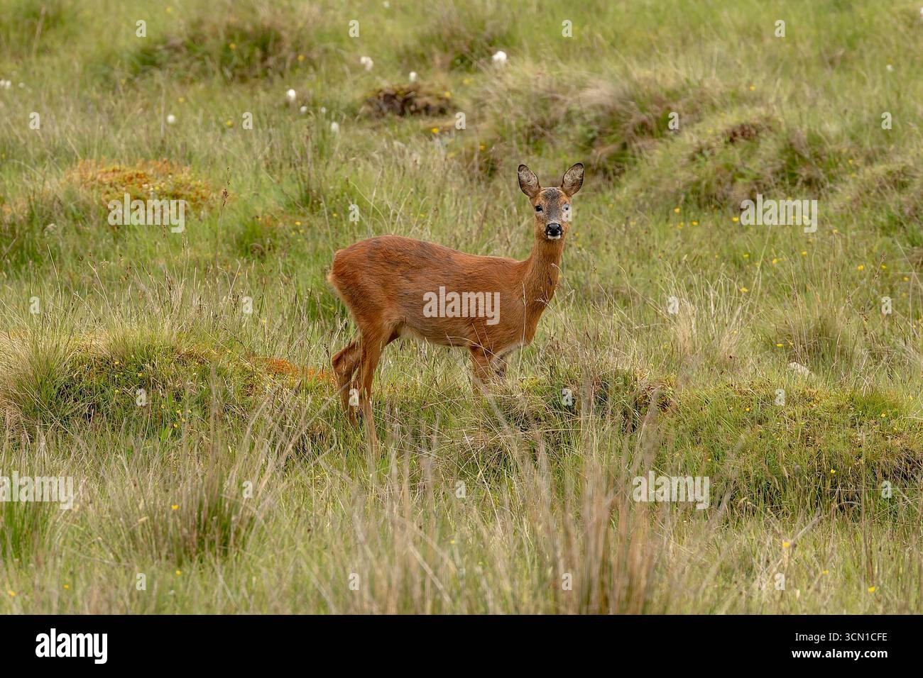 Schottland - Tomintoul - Reh (Capreolus capreolus) - Weiden auf einer Hochlandwiese Stockfoto