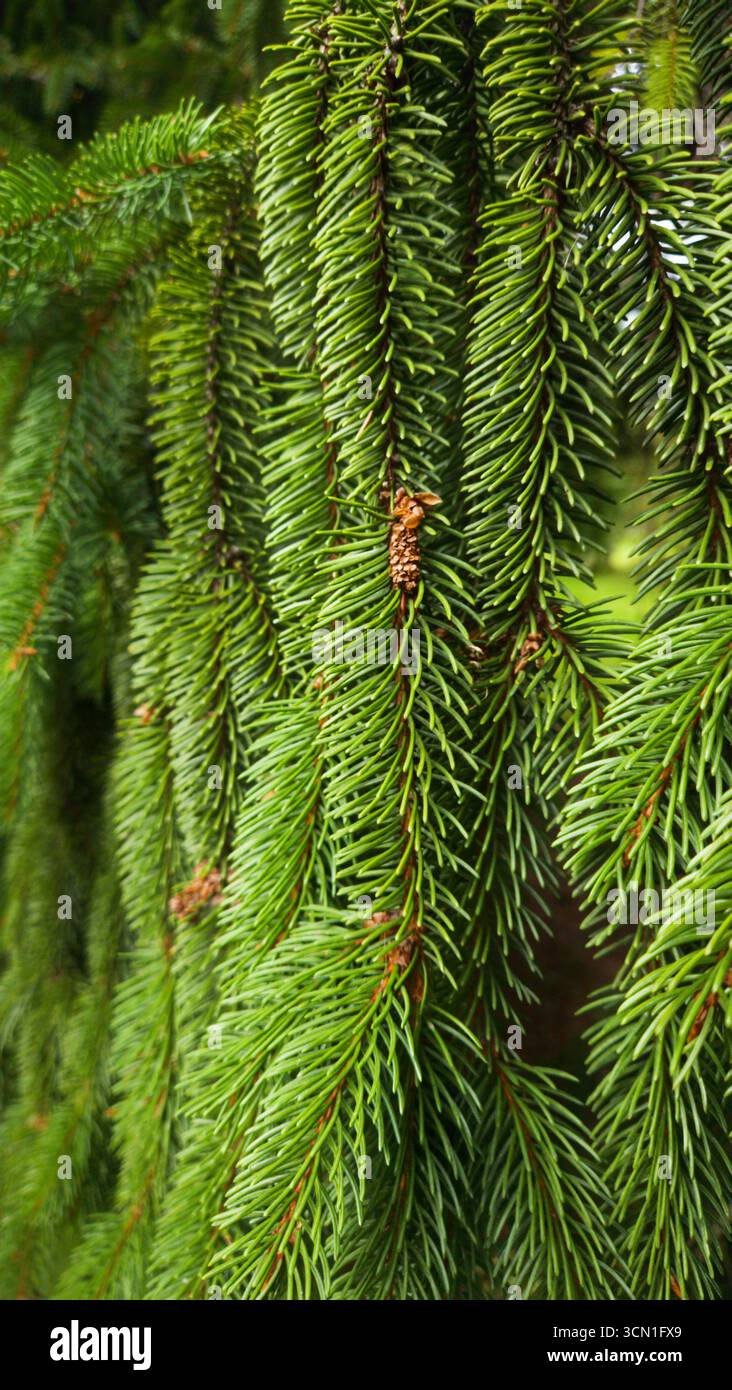Weihnachtsfichtenzweige in Nahaufnahme, natürlicher grüner Tannenhintergrund - Smartphone-aufgenommenes Stockfoto