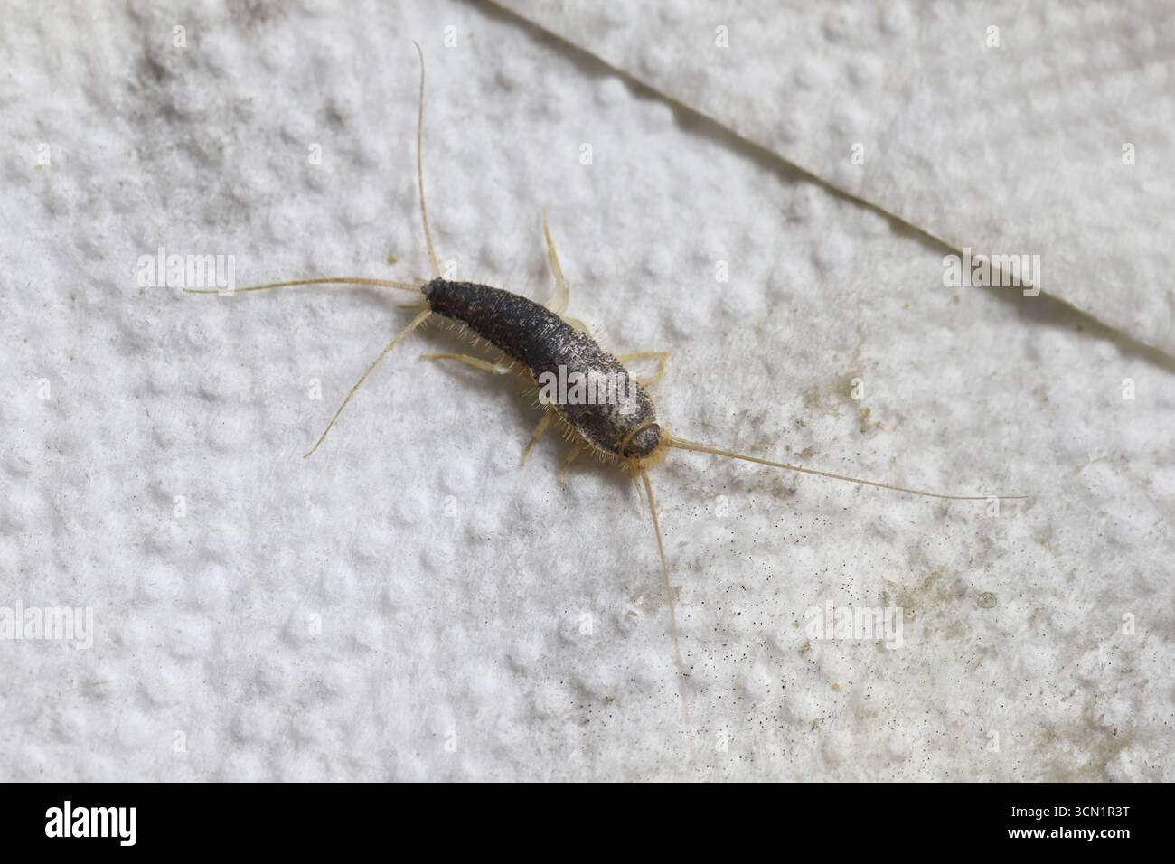 Paperfish, Ctenolepisma longicaudatum auf einem Papiertuch. Stockfoto