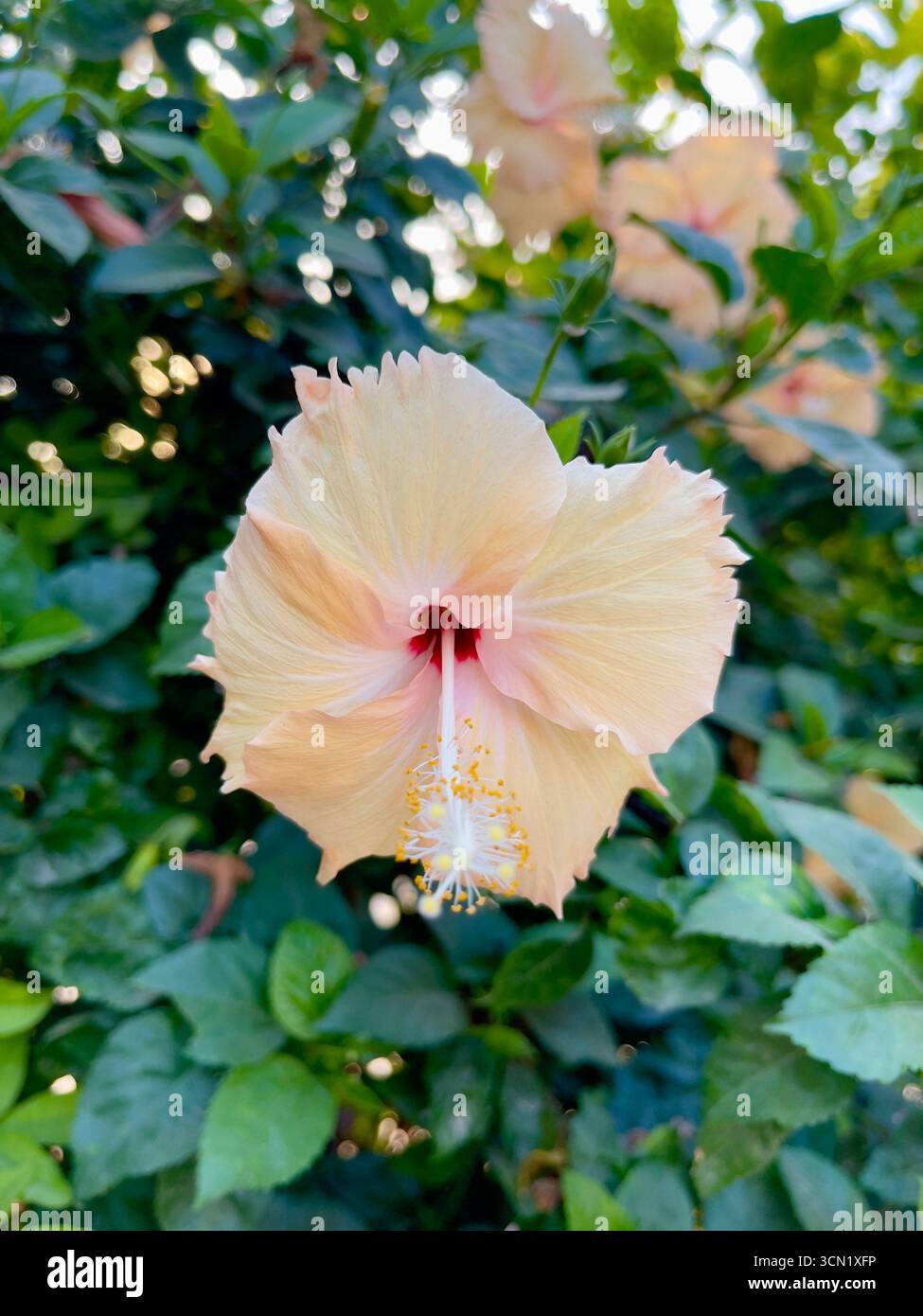 Bild von tropischen Hibiskusblüten in voller Blüte, aufgenommen mit natürlichem Licht und sattgrünen Blättern. Ideal für Garten- und Naturthemen. Stockfoto