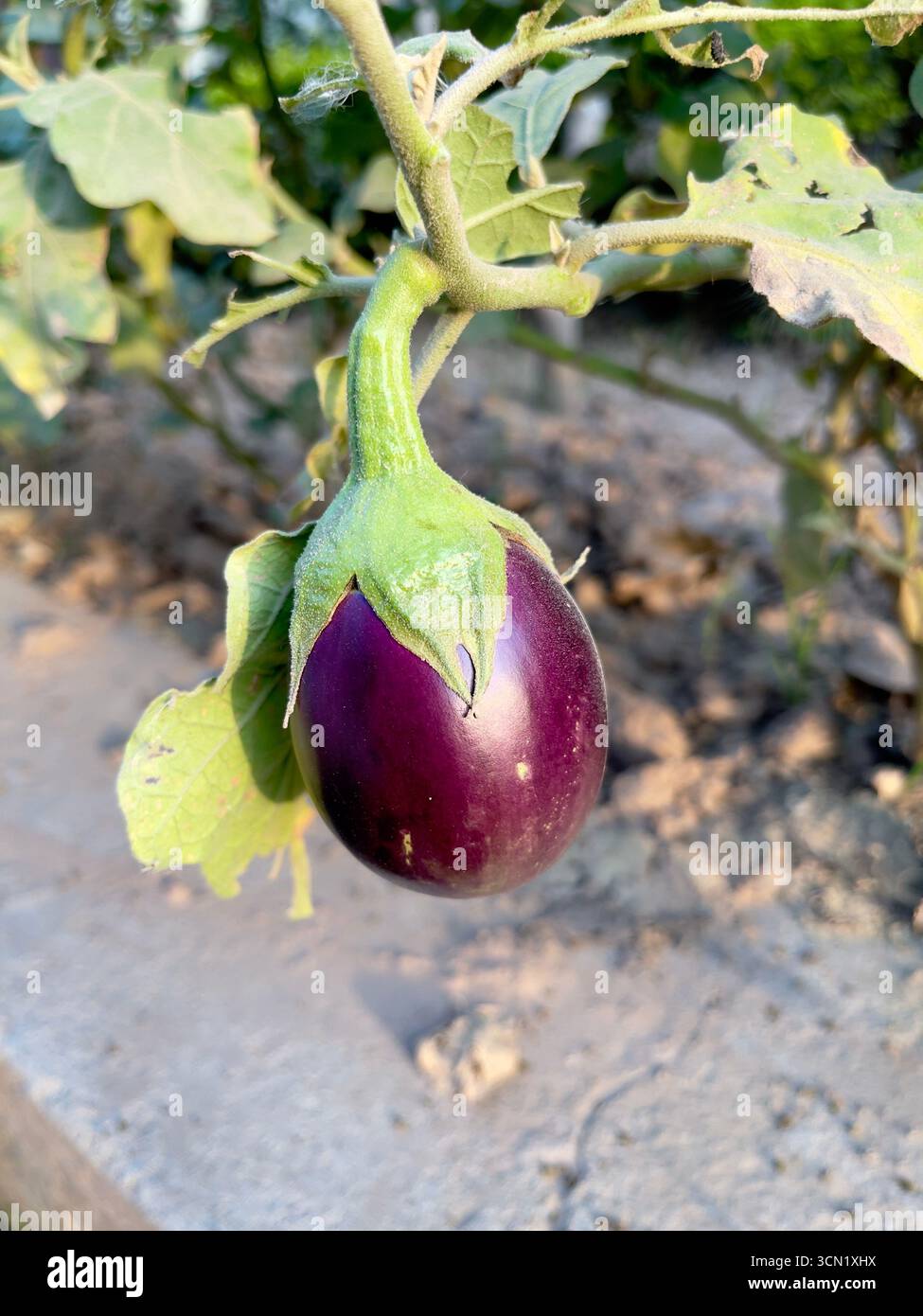 Nahaufnahme einer violetten Aubergine, die bei natürlichem Sonnenlicht an der Pflanze hängt. Perfekt für landwirtschaftliche, ökologische Landwirtschaft und Gemüsekonzepte Stockfoto