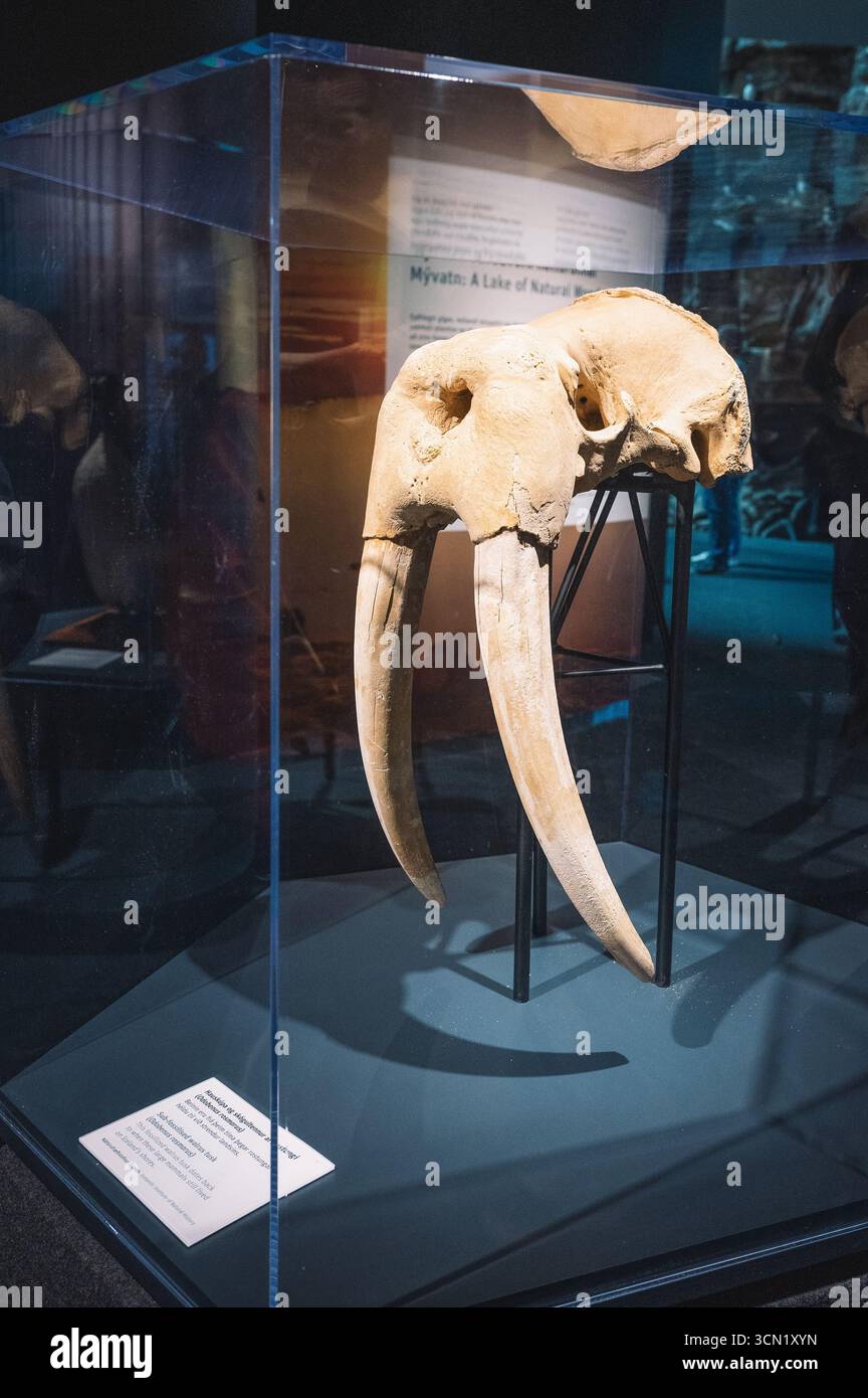 Subfossiler Walroßzahn im Perlan-Museum in Reykjavik, Island Stockfoto