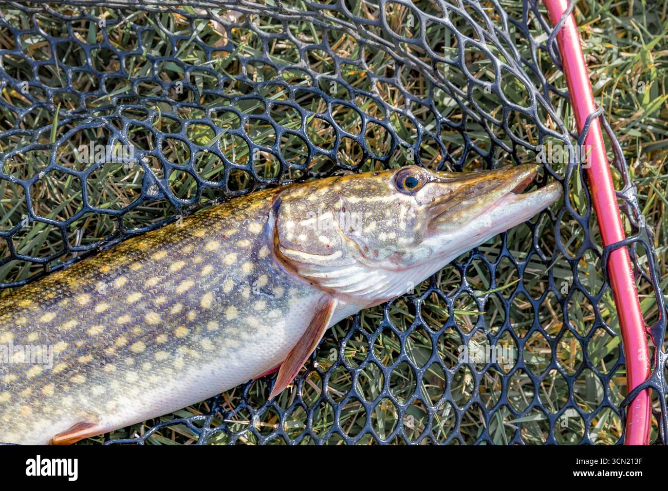 Frischer nördlicher Hechtfisch, gefangen in einem Netz auf Gras, Süßwasserräuber und beliebte Fischarten. Stockfoto