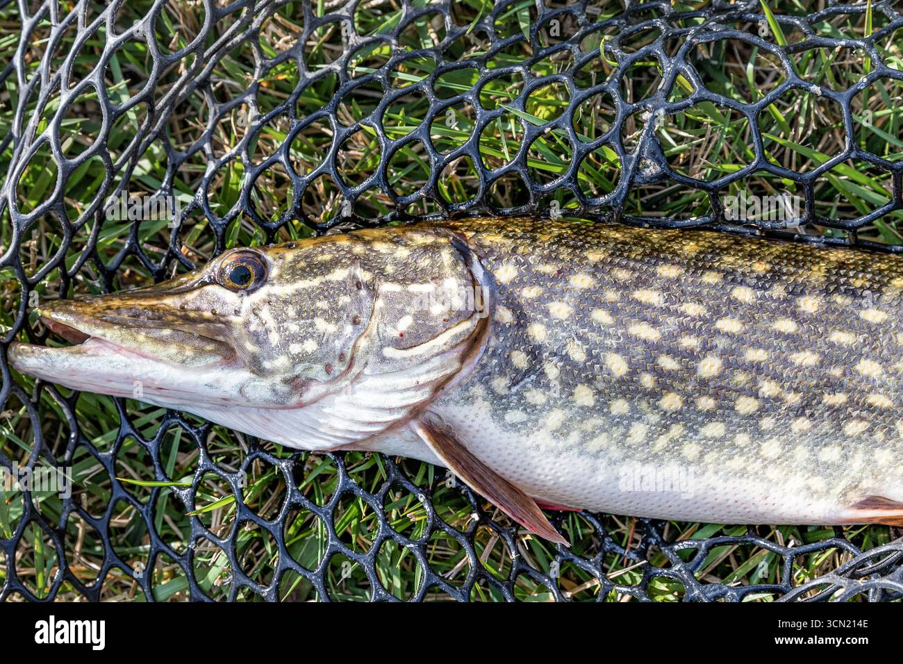 Frischer nördlicher Hechtfisch, gefangen in einem Netz auf Gras, Süßwasserräuber und beliebte Fischarten. Stockfoto