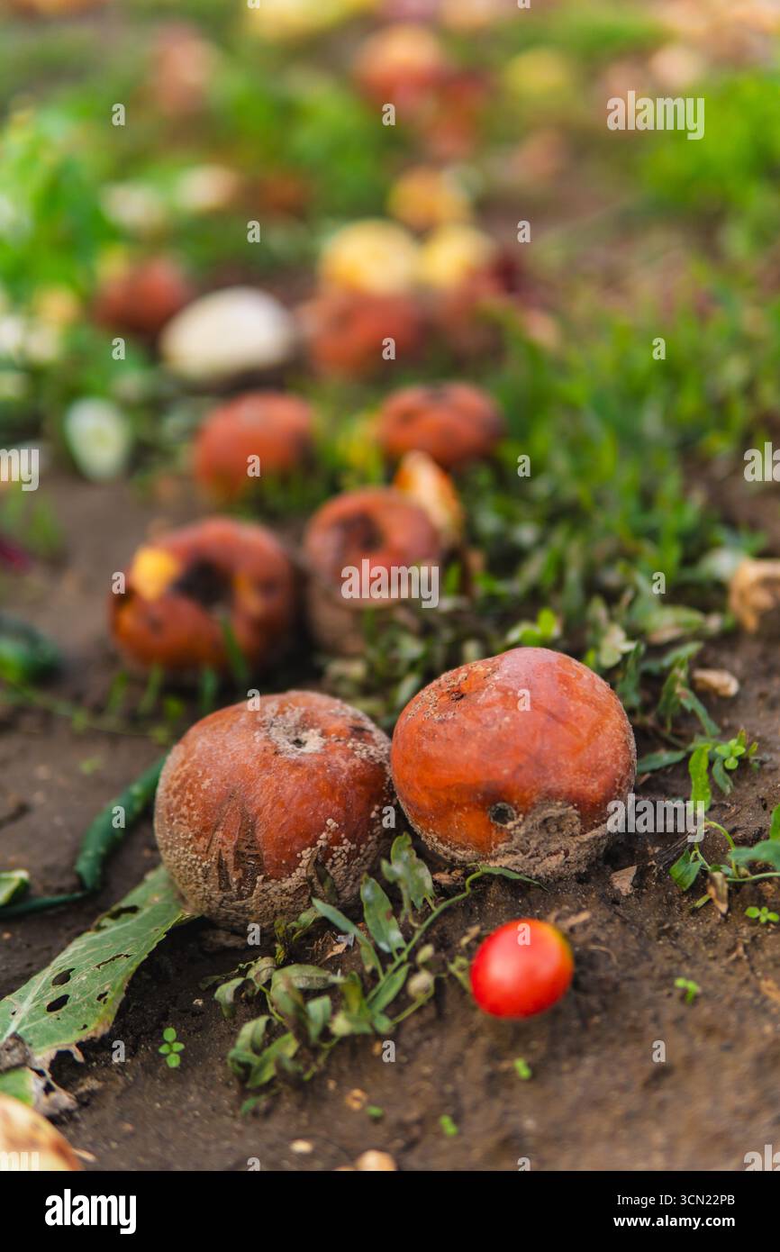 Nahaufnahme von verfaulten Äpfeln, die auf dem Boden liegen Stockfoto