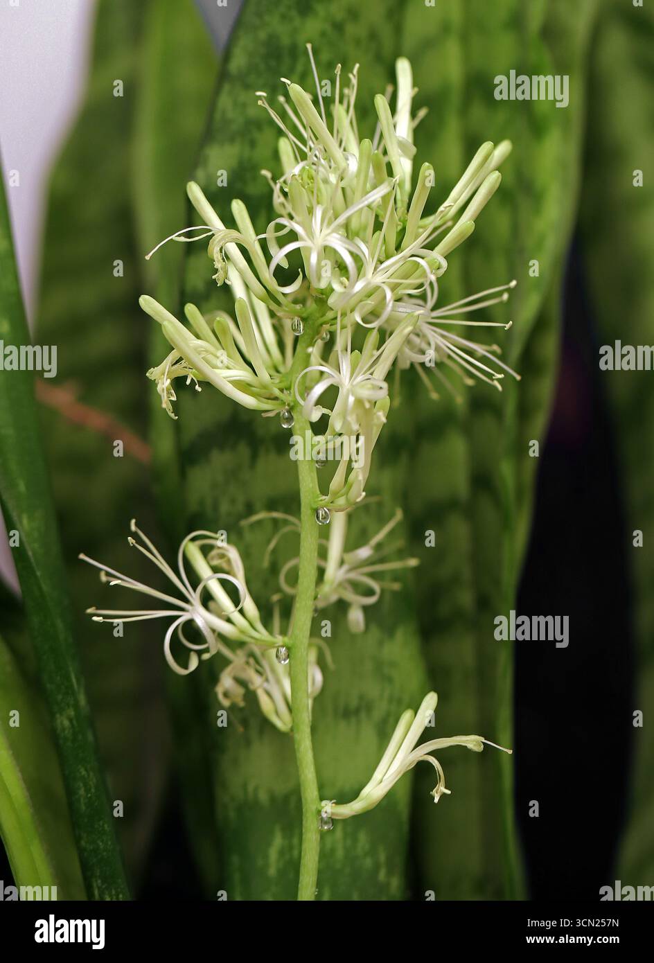 Mutter in der Sprache der Gesetze, Sansevieria, Dracaena trifasciata, Sparagaceae. Auch bekannt als Schlangenpflanze und St. Georges Schwert. UK. Stockfoto