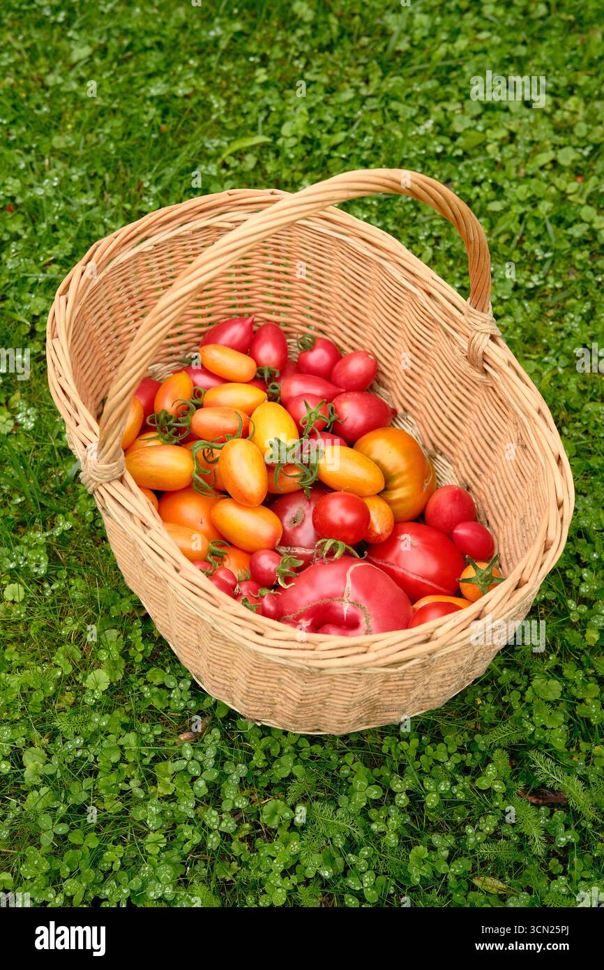 Tomaten verschiedener Sorten im Korbkorb auf grünem Gras. Ernte von roten und gelben Reifen Tomaten. Stockfoto