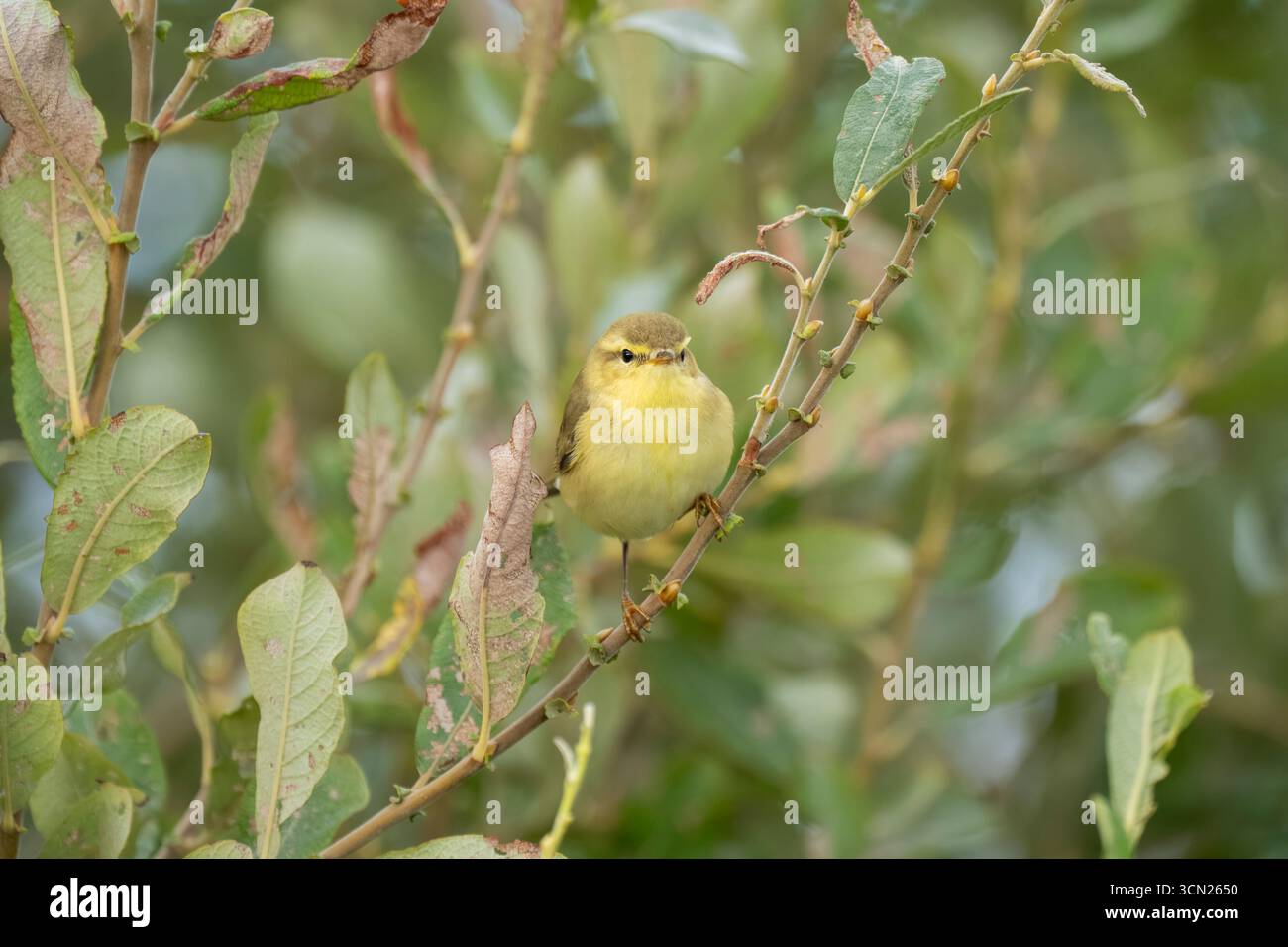 Willow Warbler Phylloscopus trochilus, Blick auf einen jungen gefiederten Vogel auf der Suche nach Insekten zwischen den Blättern eines kleinen Baumes, Nottinghamshire, UK, September Stockfoto
