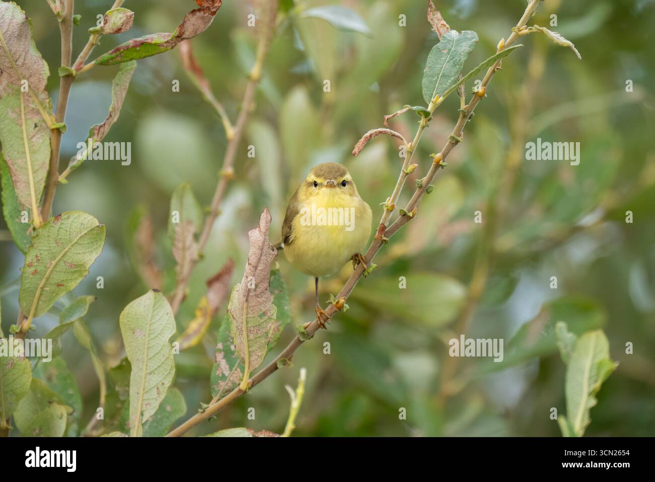 Willow Warbler Phylloscopus trochilus, Blick auf einen jungen gefiederten Vogel auf der Suche nach Insekten unter einem kleinen Baum, Nottinghamshire, Großbritannien, September Stockfoto