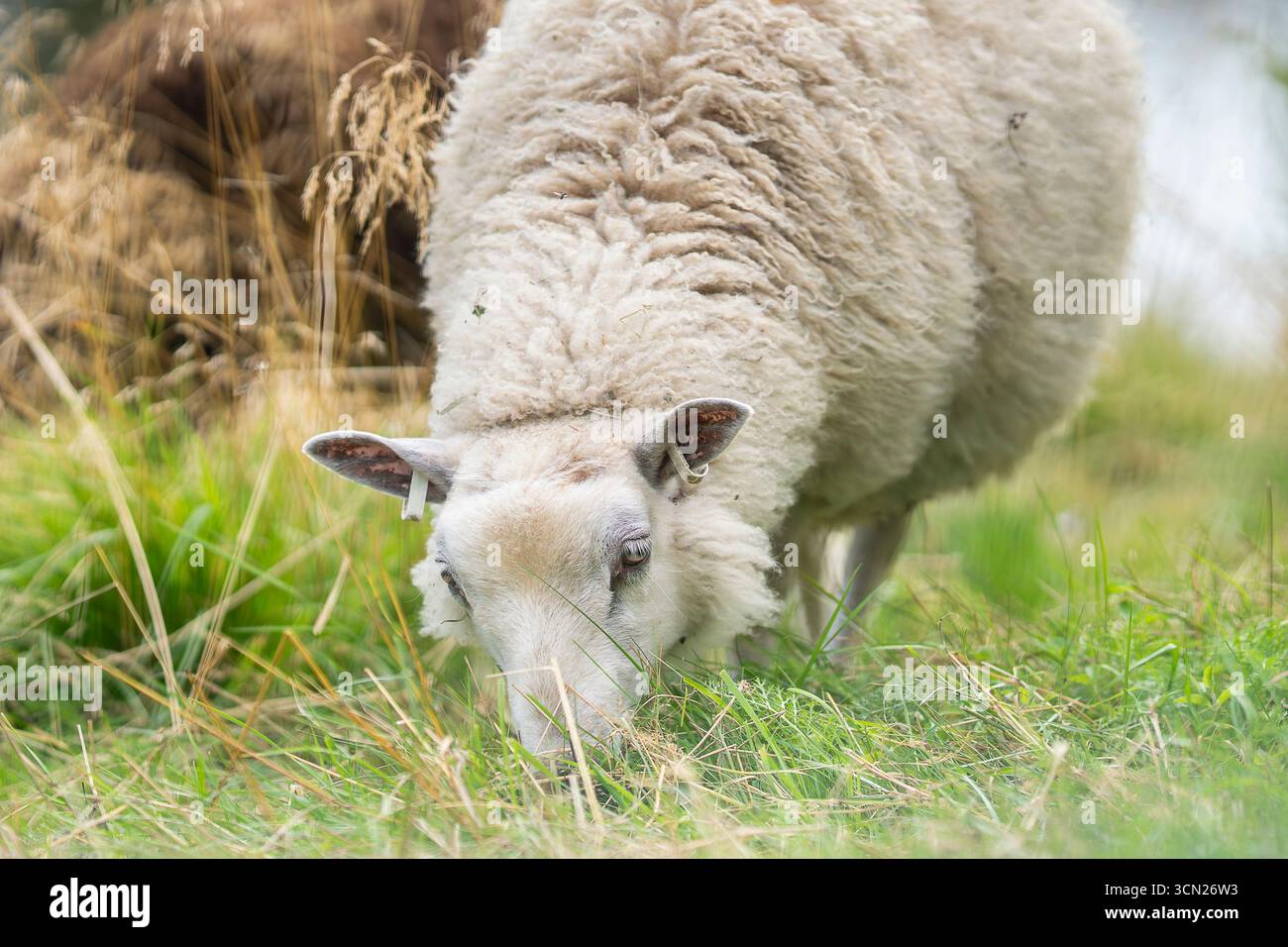 Schafe weiden in einem Stadtpark Unshorn Schafe in einem Feld. Eine Nahaufnahme eines weißen Hausschafes (Ovis aries), das auf einem Feld weidet. Stockfoto