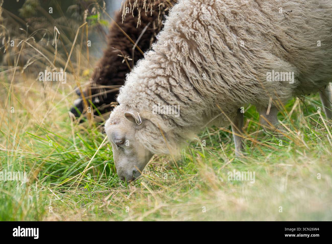 Schafe weiden in einem Stadtpark Unshorn Schafe in einem Feld. Eine Nahaufnahme eines weißen Hausschafes (Ovis aries), das auf einem Feld weidet. Stockfoto