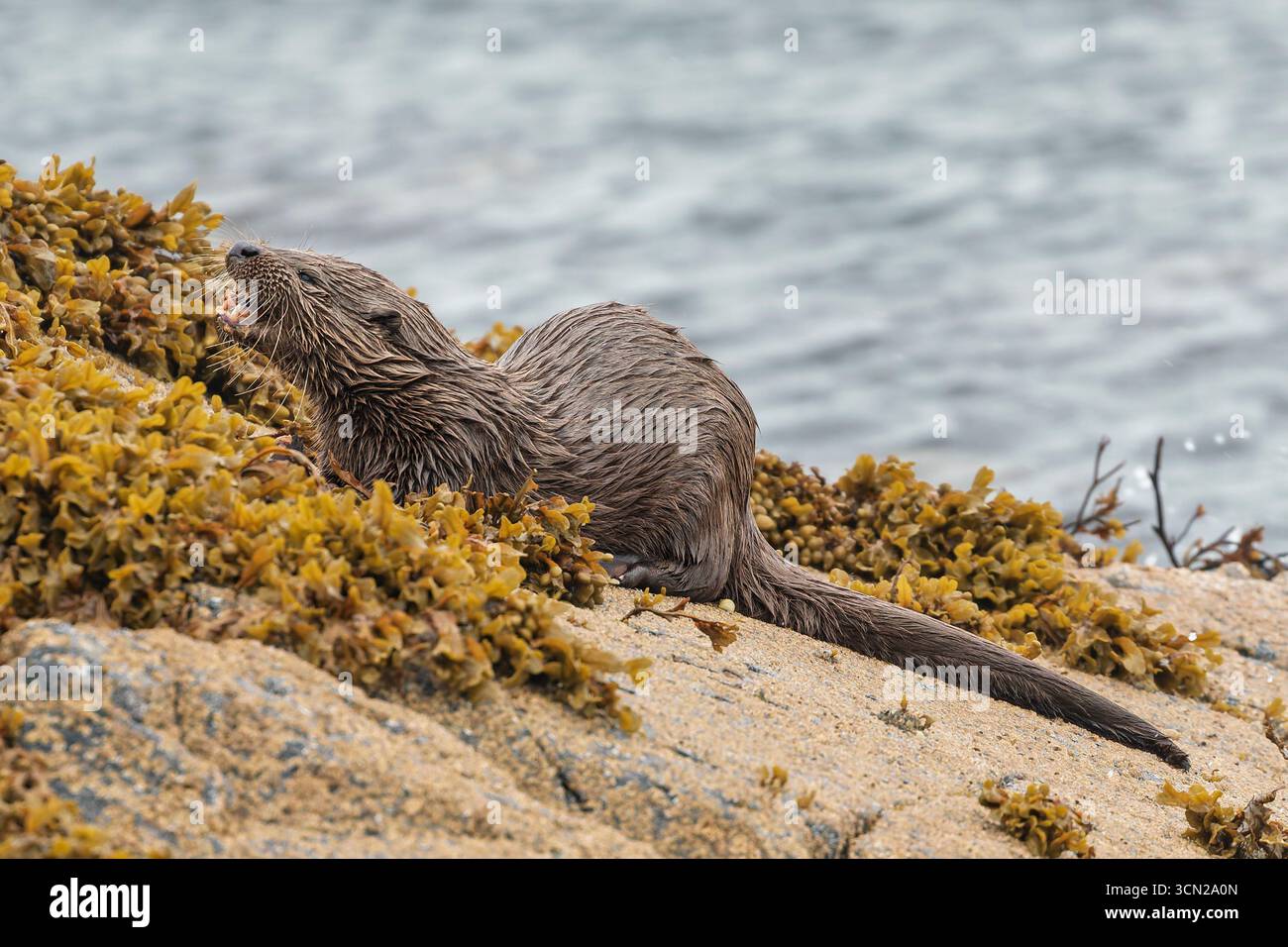 Vereinigtes Königreich - Isle of Mull - Eurasischer Otter (Lutra lutra) - glattes Fell auf mit Seetang übersätem Granit neben grauem Gezeitenwasser Stockfoto