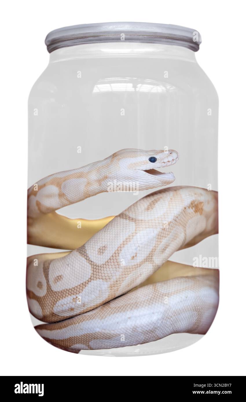 Albino Python in Einem Klarglas als wissenschaftliche Probe für Studien und Ausstellungen aufbewahrt Stockfoto