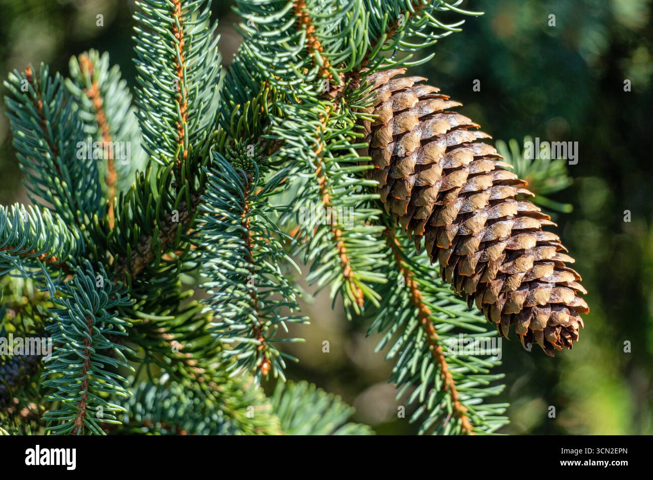 Europäischer Fichtenkegel (Picea abies) am Ast Stockfoto