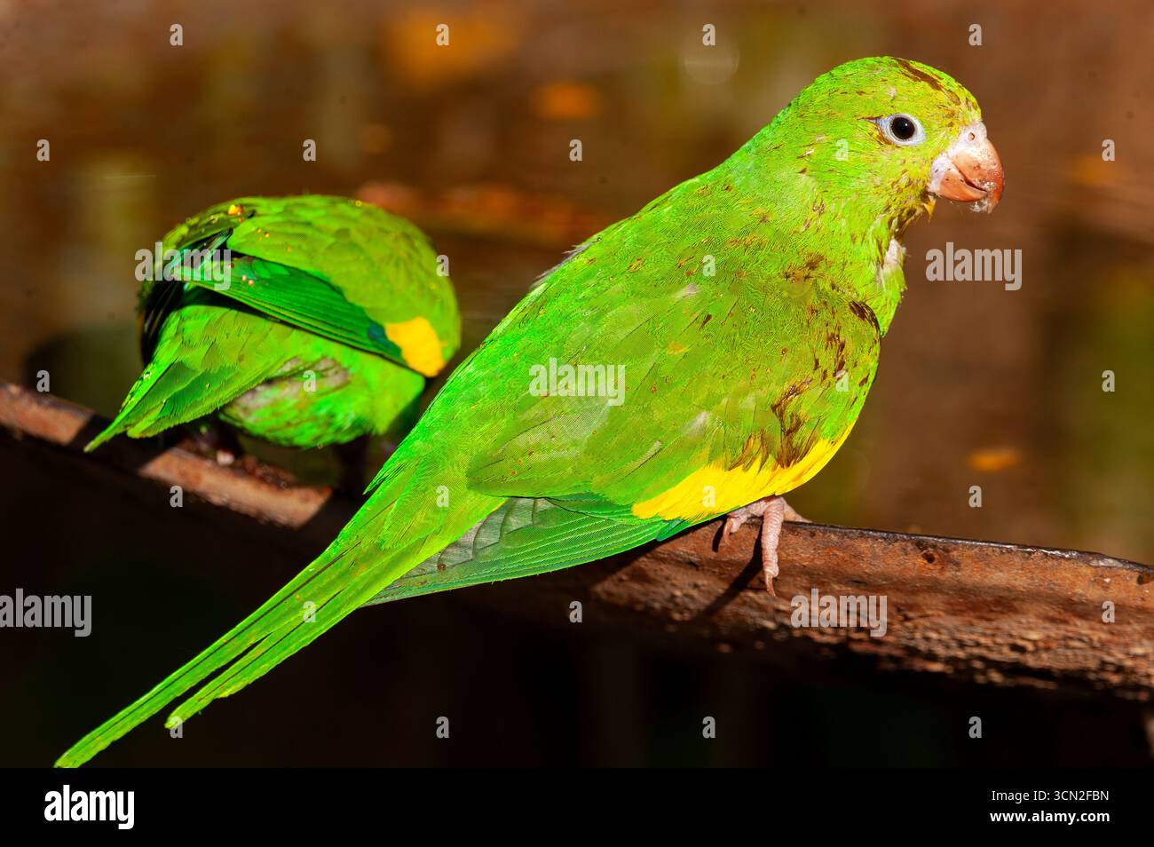 Der Gelbsiebensittich (Brotogeris chiriri) ist ein im tropischen Südamerika heimischer Vogel, der im Pantanal, Mato Grosso do Sul, Brasilien, beheimatet ist Stockfoto Der Gelbsiebensittich (Brotogeris chiriri) ist ein im tropischen Südamerika heimischer Vogel, der im Pantanal, Mato Grosso do Sul, Brasilien, beheimatet ist Stockfoto