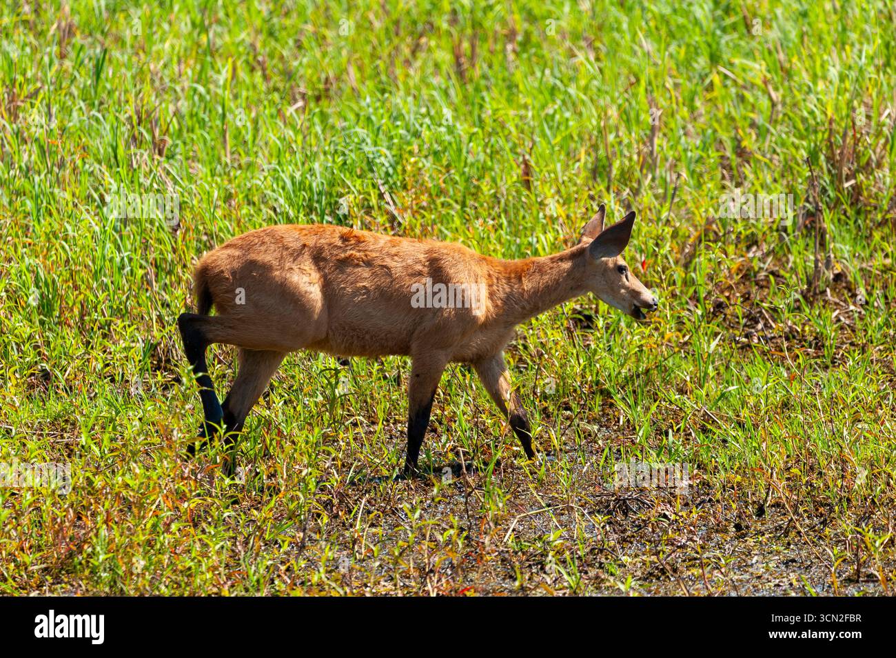 Ozotoceros bezoarticus ist eine Hirschart, die in Südamerika, Mato Grosso do Sul, Brasilien, lebt Stockfoto Ozotoceros bezoarticus ist eine Hirschart, die in Südamerika, Mato Grosso do Sul, Brasilien, lebt Stockfoto