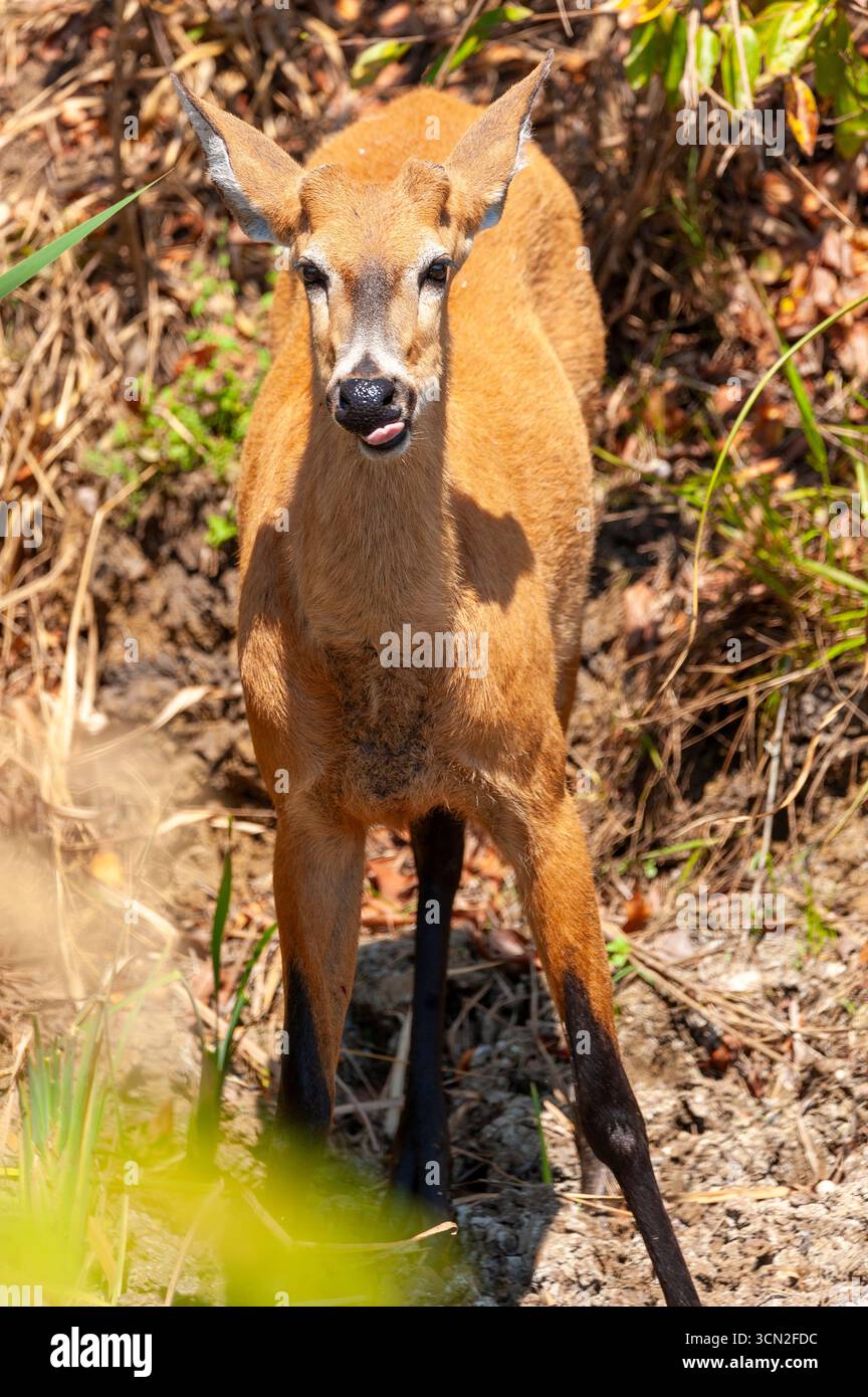 Ozotoceros bezoarticus ist eine Hirschart, die in Südamerika, Mato Grosso do Sul, Brasilien, lebt Stockfoto Ozotoceros bezoarticus ist eine Hirschart, die in Südamerika, Mato Grosso do Sul, Brasilien, lebt Stockfoto