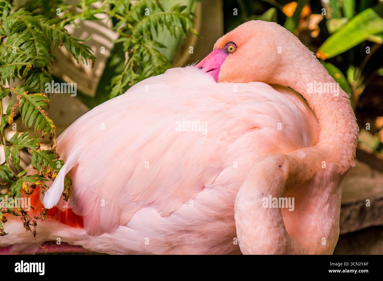 Rosafarbener Flamingo im Monte Palace Tropical Garden, Funchal, Madeira, Portugal. Stockfoto