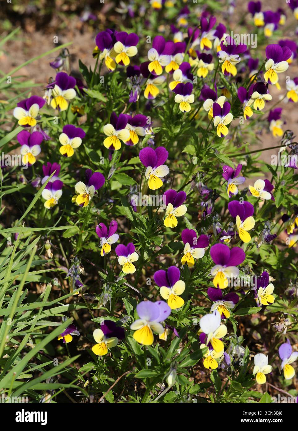 Wildes Stiefmütterchen, Heartsease oder Viola „Tricolor“, Viola Tricolor, Violaceae. UK. Viola Tricolor ist eine gemeinsame europäische Wildblume. Stockfoto