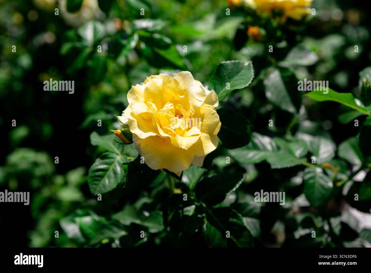 Graham Thomas englische Rose von oben mit dunkelgrünem Laubhintergrund, die die hellgelbe Blüte vor natürlichem Kontrast unterstreicht. Stockfoto Graham Thomas englische Rose von oben mit dunkelgrünem Laubhintergrund, die die hellgelbe Blüte vor natürlichem Kontrast unterstreicht. Stockfoto