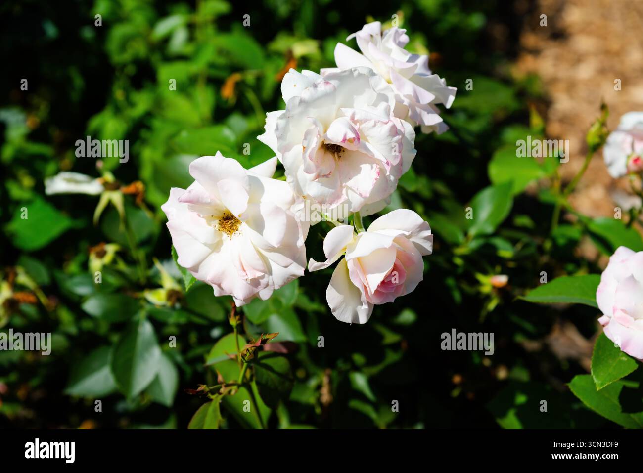 Schöne Charles Aznavour Rosen in sanften Rosa- und Weißtönen, die zusammen im üppigen Garten blühen, zarte Blütenblätter, die im Sommersonnenlicht leuchten. Stockfoto