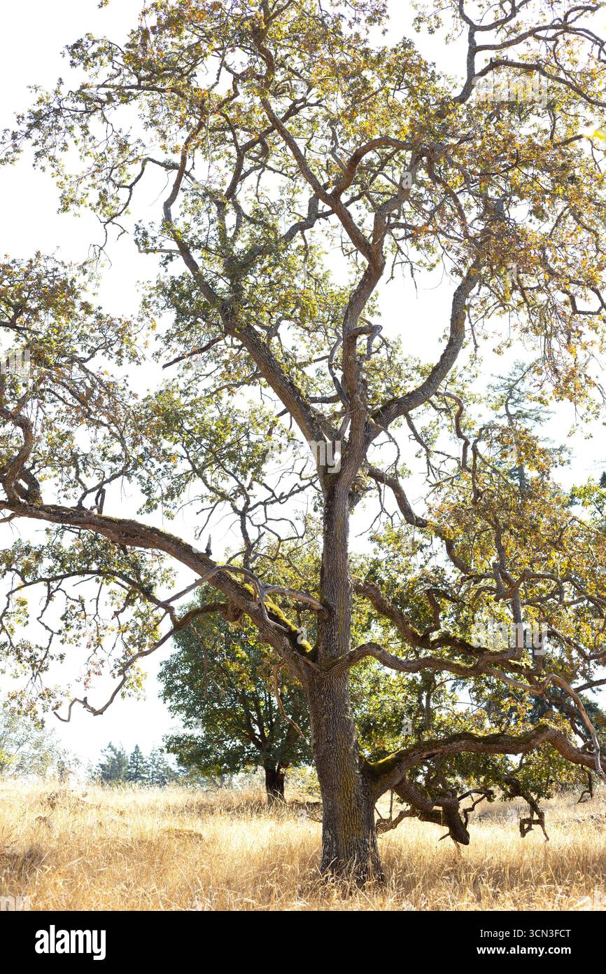 Quercus garryana – Garry-Eiche oder Oregon-Eiche. Stockfoto