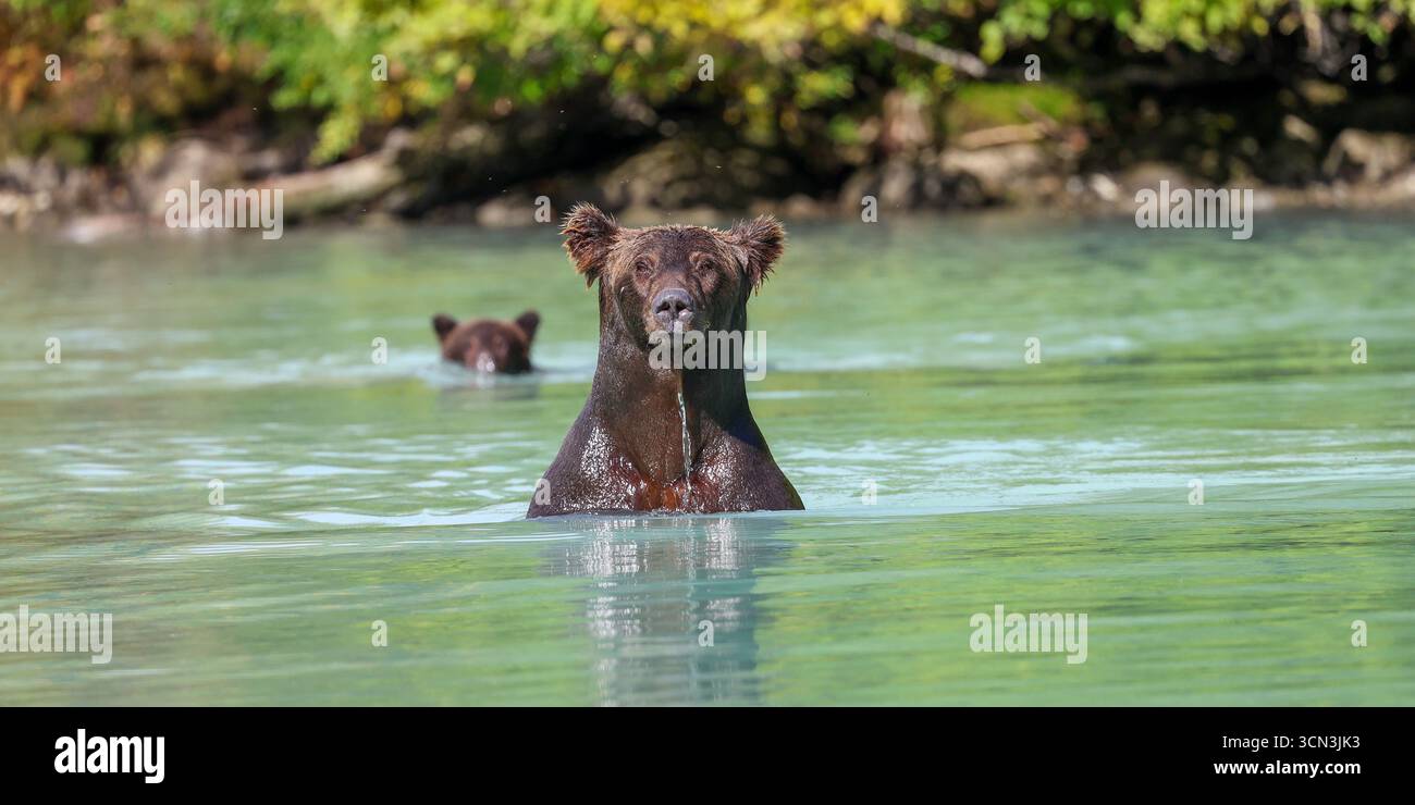 Nahaufnahme eines Braunbären mit tropfnassem Kopf, der aus dem Wasser springt, mit einem Jungen hinter ihr Stockfoto