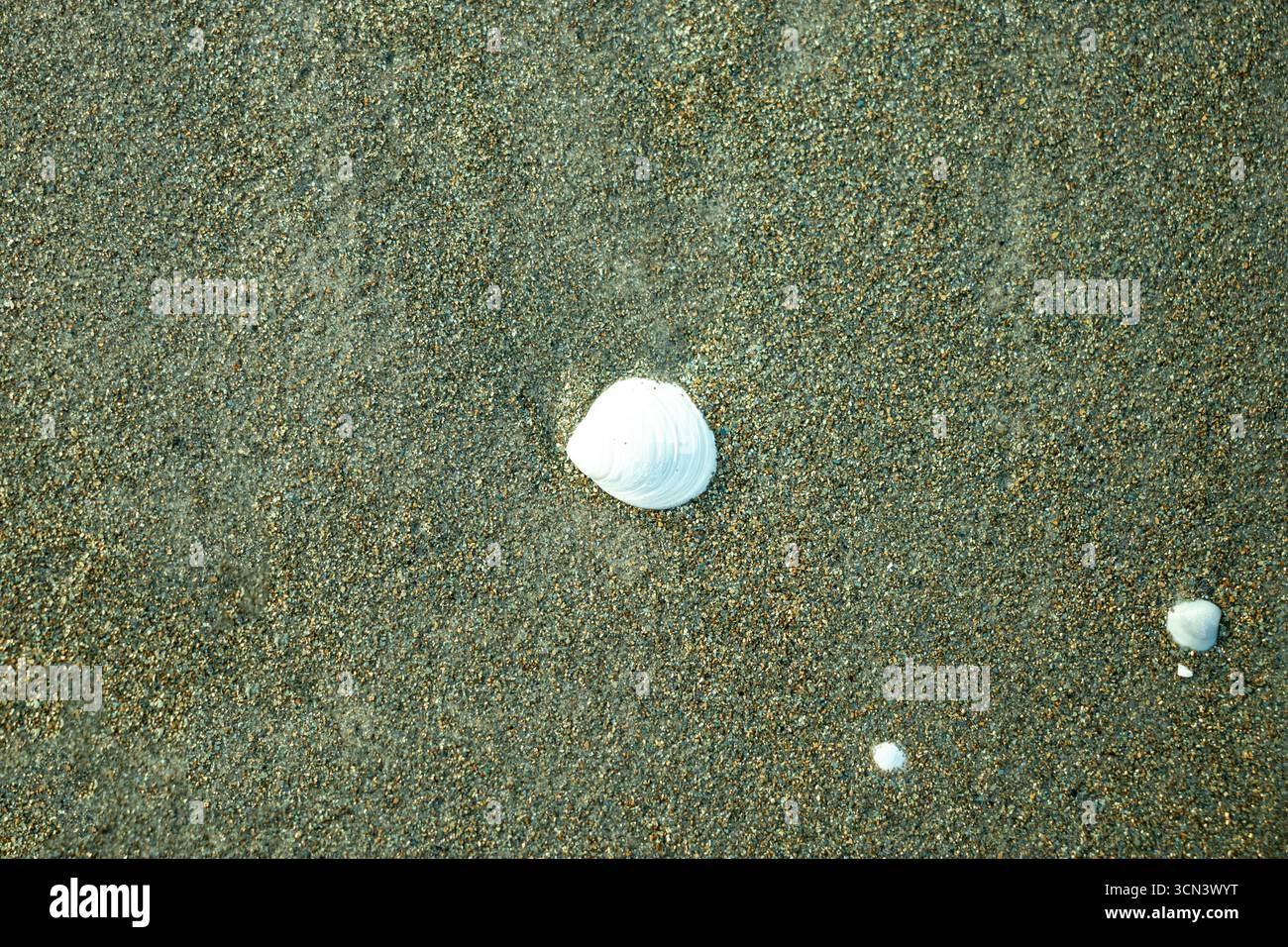 Eine Nahaufnahme von oben nach unten auf eine kleine weiße Muschel, die auf nassem, dunklem Sand liegt. Möglicherweise eine Art Muschel, mit einer glatten, gerippten Oberfläche am Strand Stockfoto