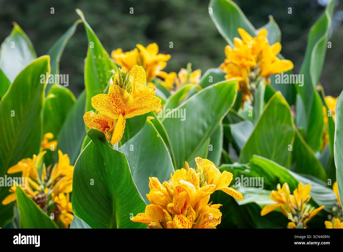 Canna ʽYellow King Humbert’ (Canna Lily) Blüte. Gelbe Canna Blume im Stadtpark, Pori. Stockfoto