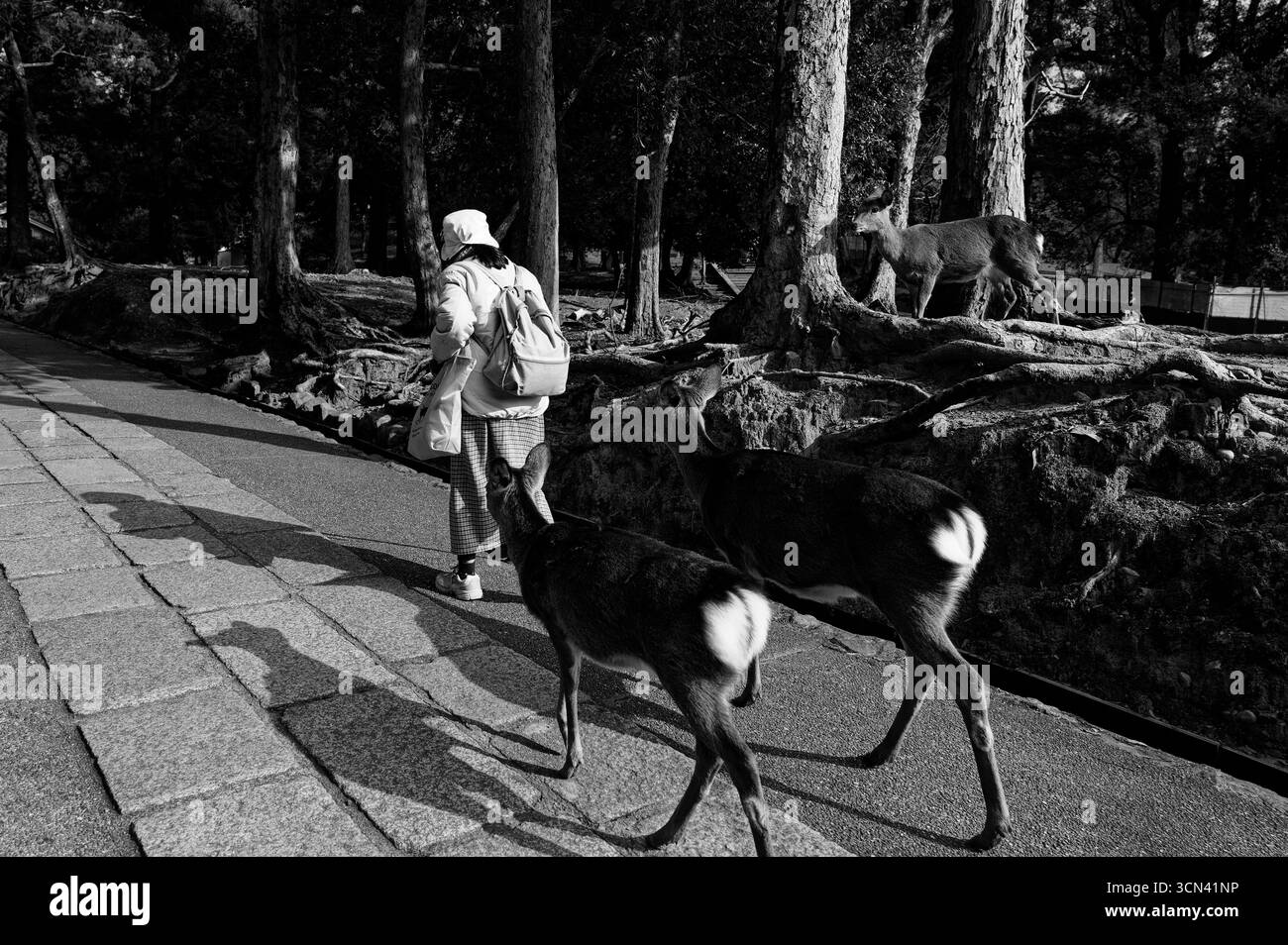 Ältere Frau spaziert durch den Nara Park mit zwei neugierigen Hirschen, die dicht hinter ihnen in Schwarz-weiß folgen Stockfoto