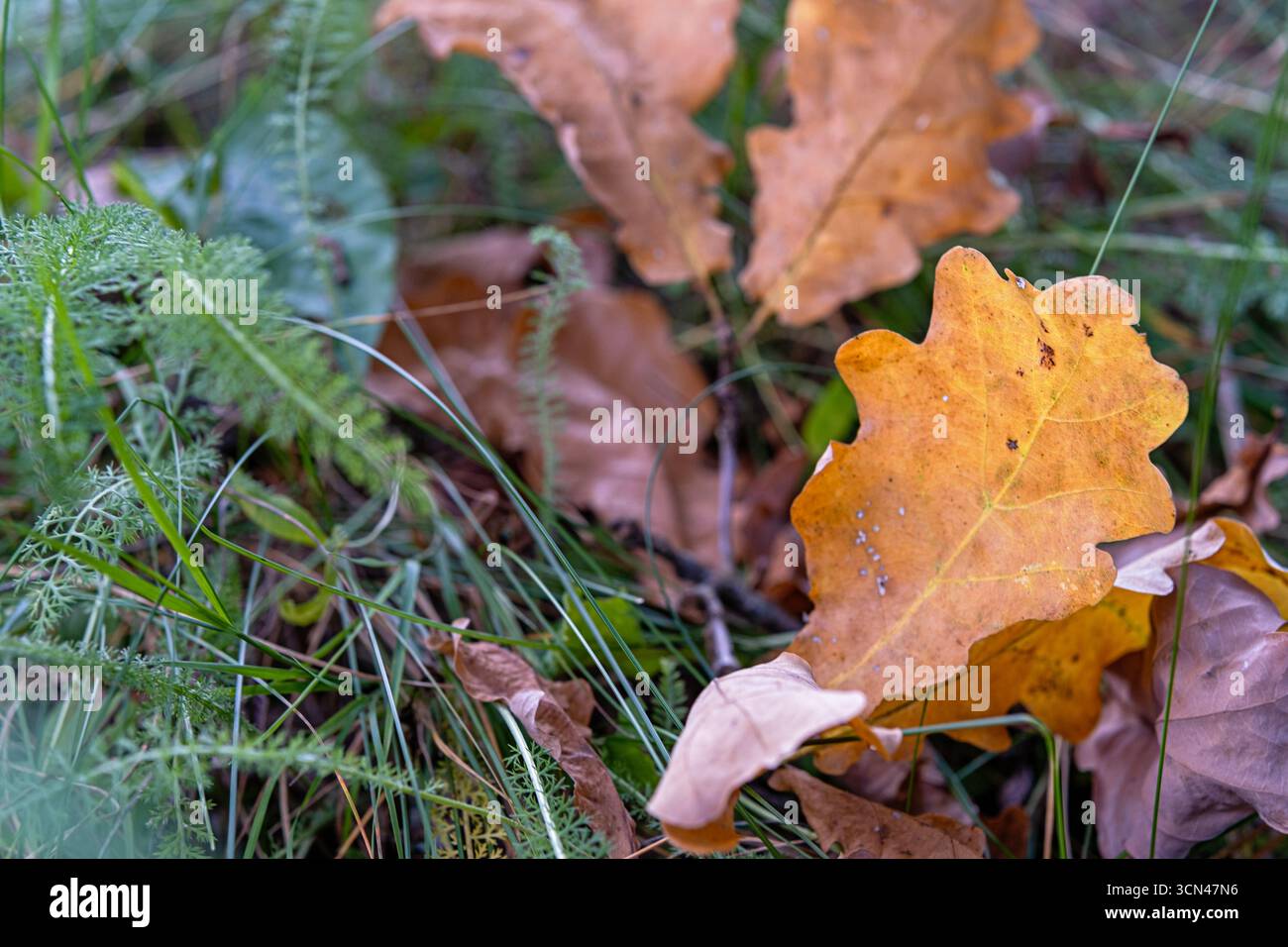 Gelbes Eichenblatt mit abgerundeten Lappen liegt auf grünem Gras zwischen trockenem Laub, Nahaufnahme Herbstszene im Wald, natürlicher Hintergrund für saisonales Design und e Stockfoto