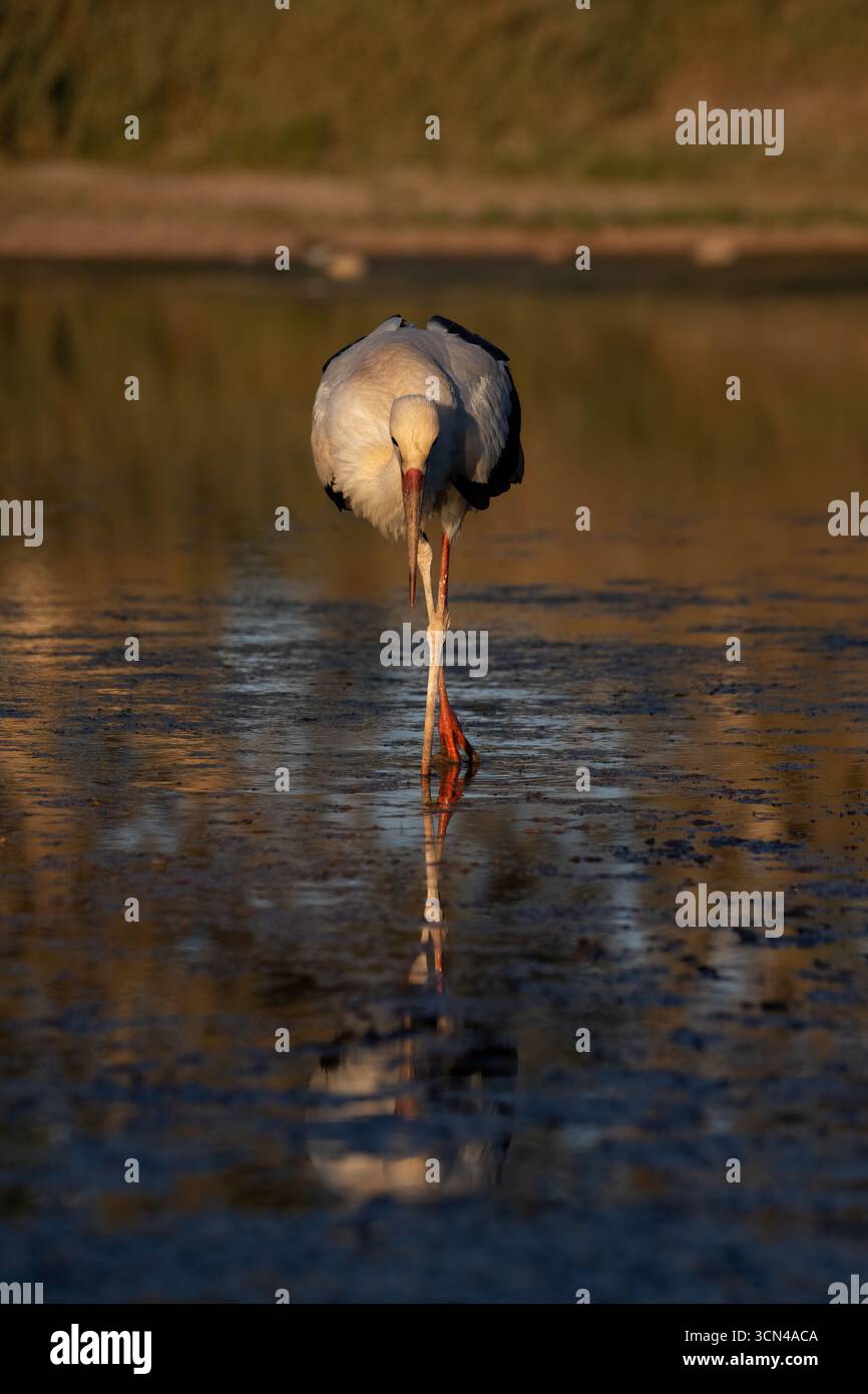 Weißer Storch auf der Suche in sonnendurchfluteten Feuchtgebieten Stockfoto