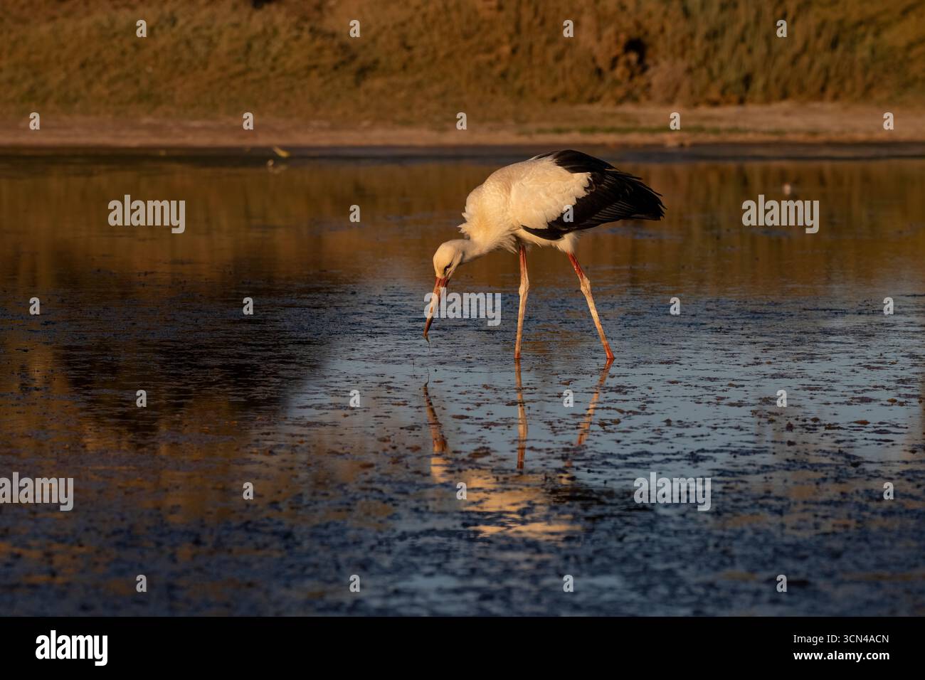 Weißstörche auf der Suche in sonnendurchfluteten Feuchtgebieten Stockfoto