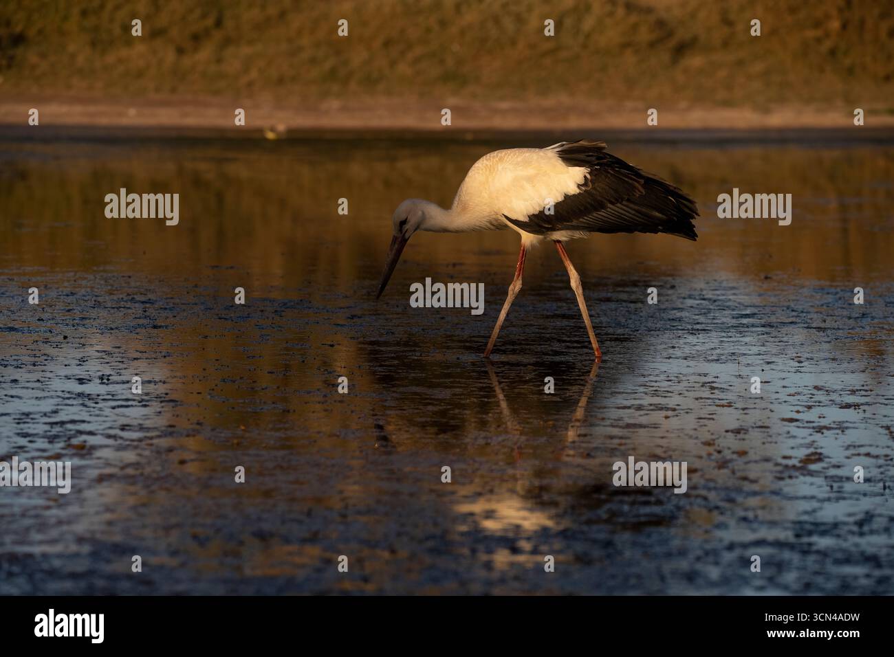 Weißstorch auf der Nahrungssuche in sonnendurchfluteten Feuchtgebieten Stockfoto