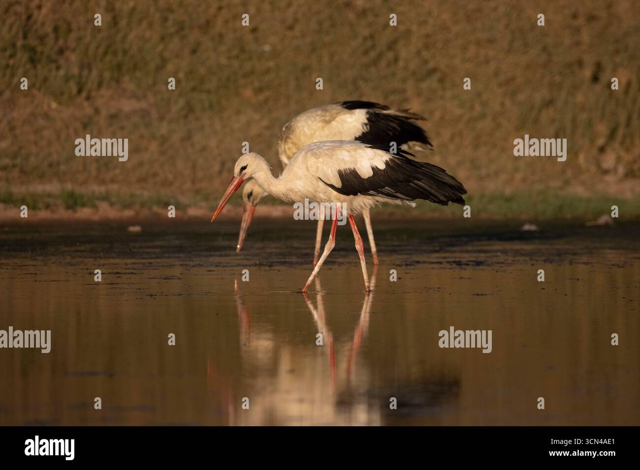 Weißstörche auf der Suche in sonnendurchfluteten Feuchtgebieten Stockfoto