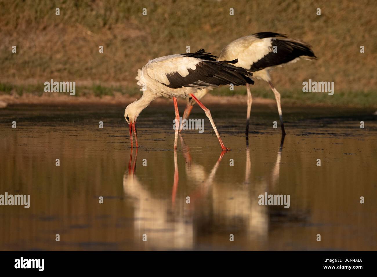 Weißstörche auf der Suche in sonnendurchfluteten Feuchtgebieten Stockfoto