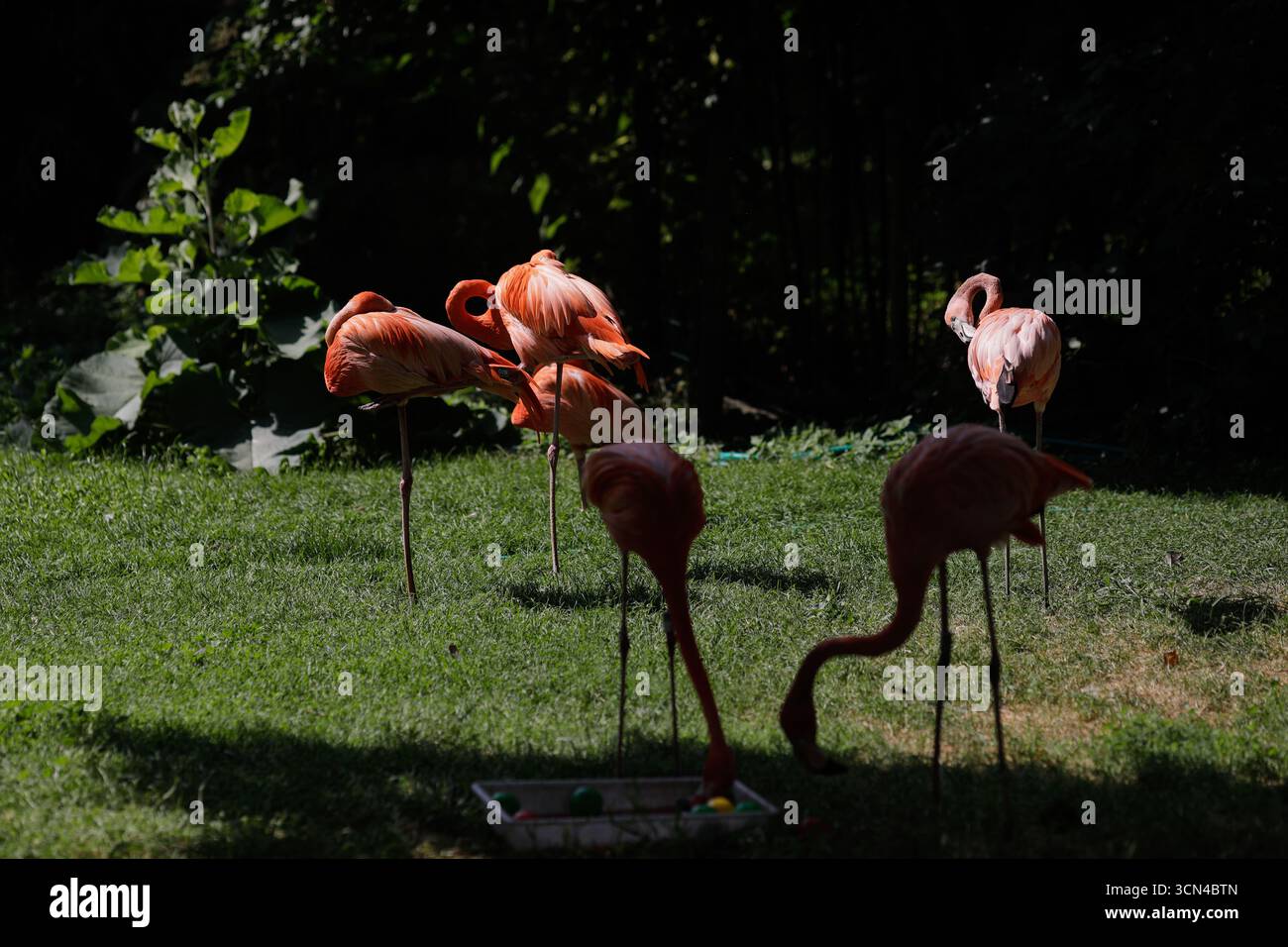 Flamingos in einem Freilandzoo in der Europäischen Union. Stockfoto