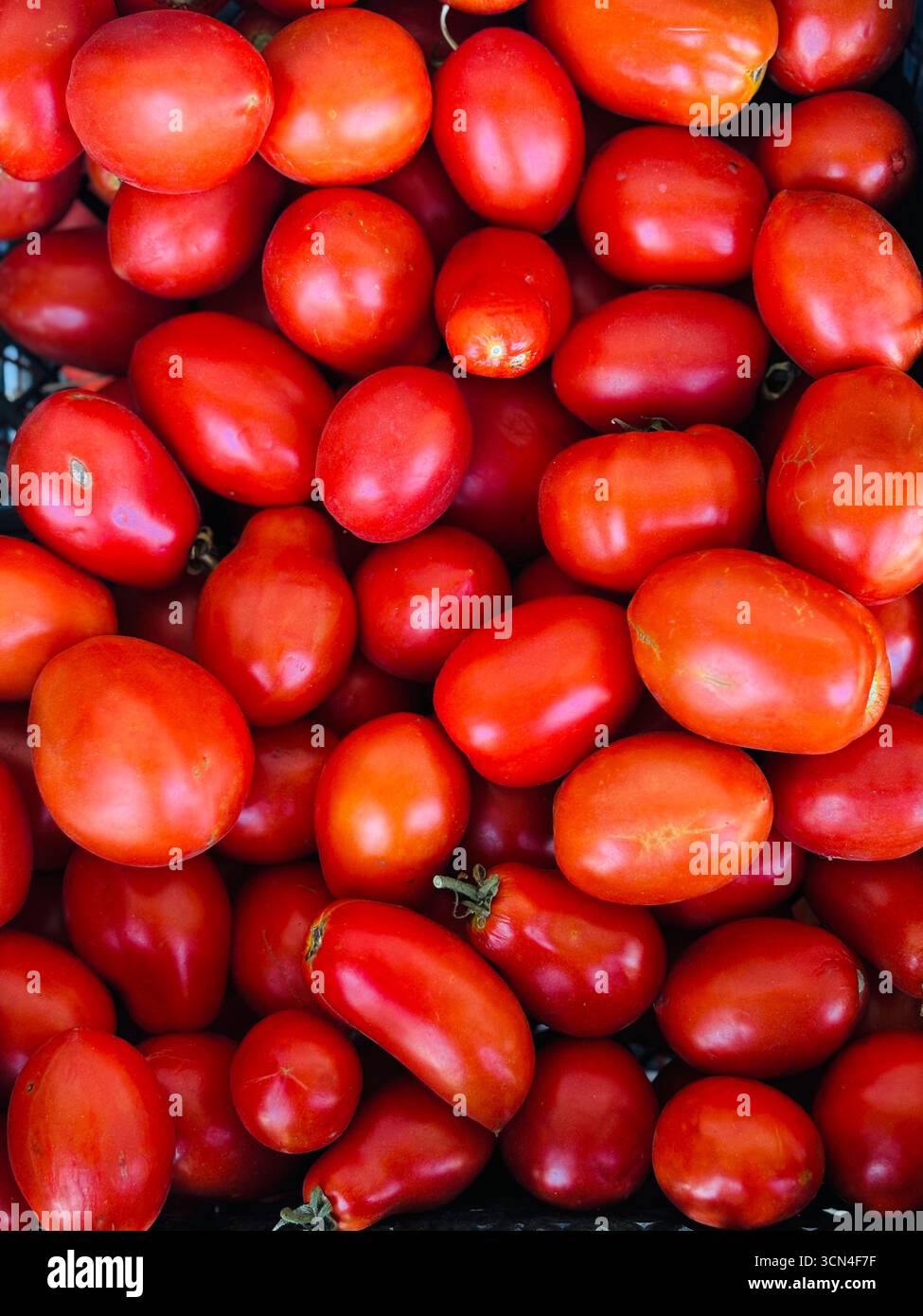 Ein echter Sommer in jeder Box! Diese roten Schönheiten sind reife, saftige und fleischige Tomaten von satter Farbe, die auf ökologisch sauberen Bauernhöfen angebaut werden. Stockfoto