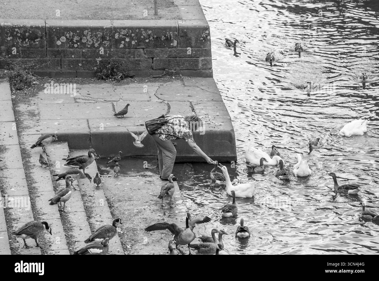 Frau, die Schwäne und Enten an Flusstufen füttert, Schwarzweiß-Straßenfotografie, England, Stockfoto