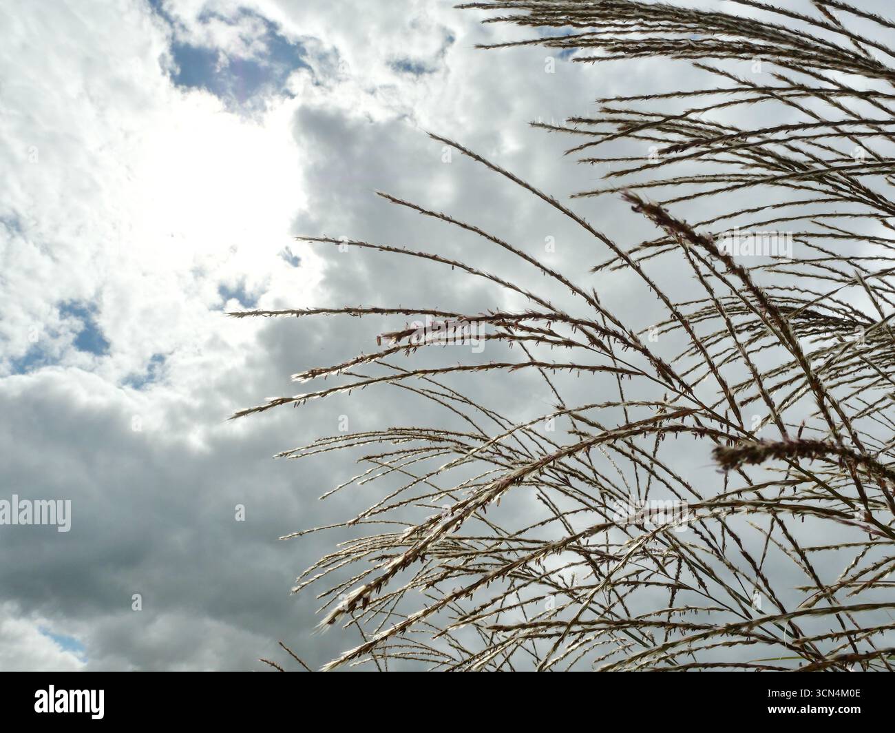 Zarte Ziergräser vor bewölktem Himmel mit hellen Lichtern. Kopierraum. Stockfoto